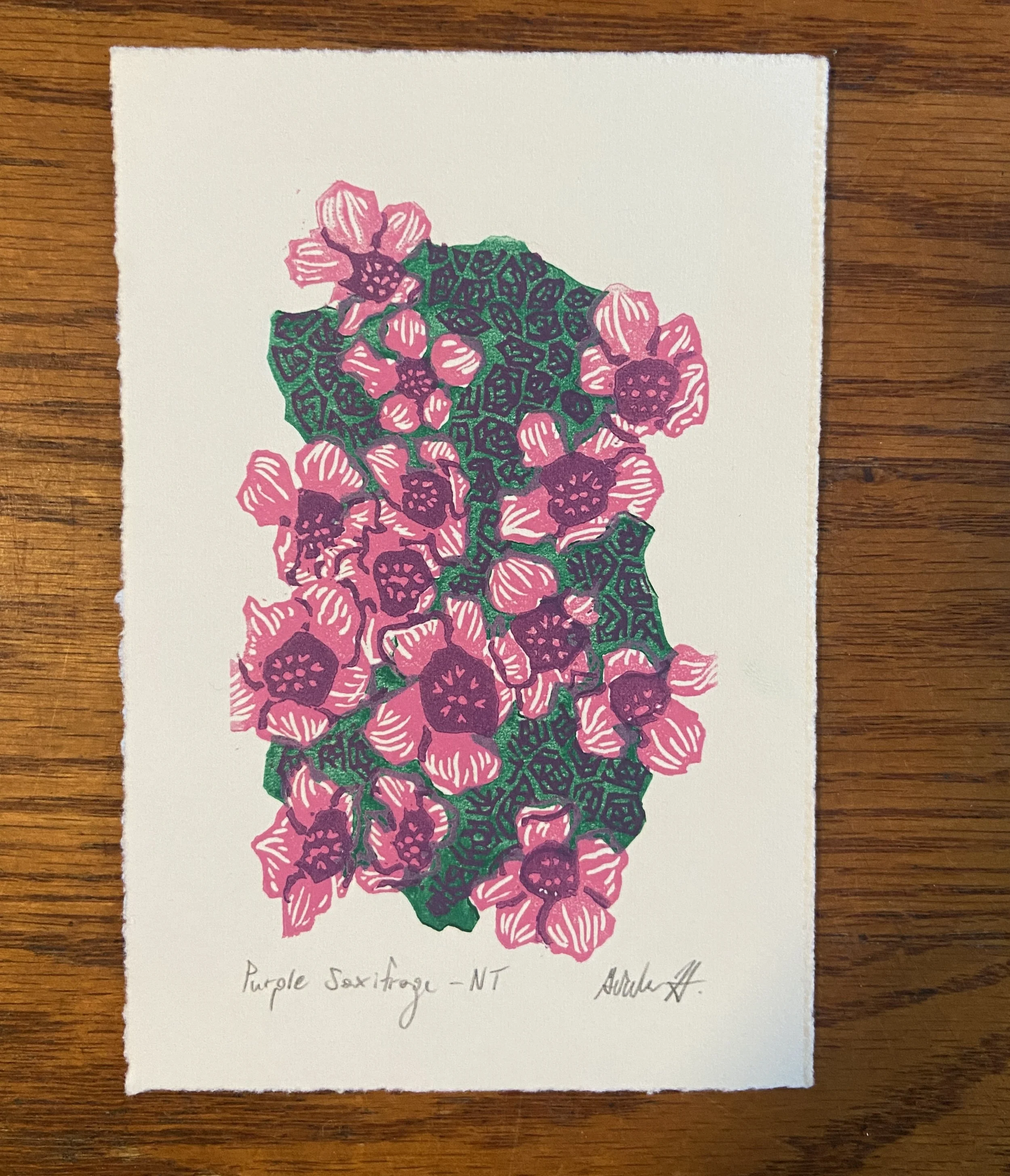 Purple Saxifrage.JPG