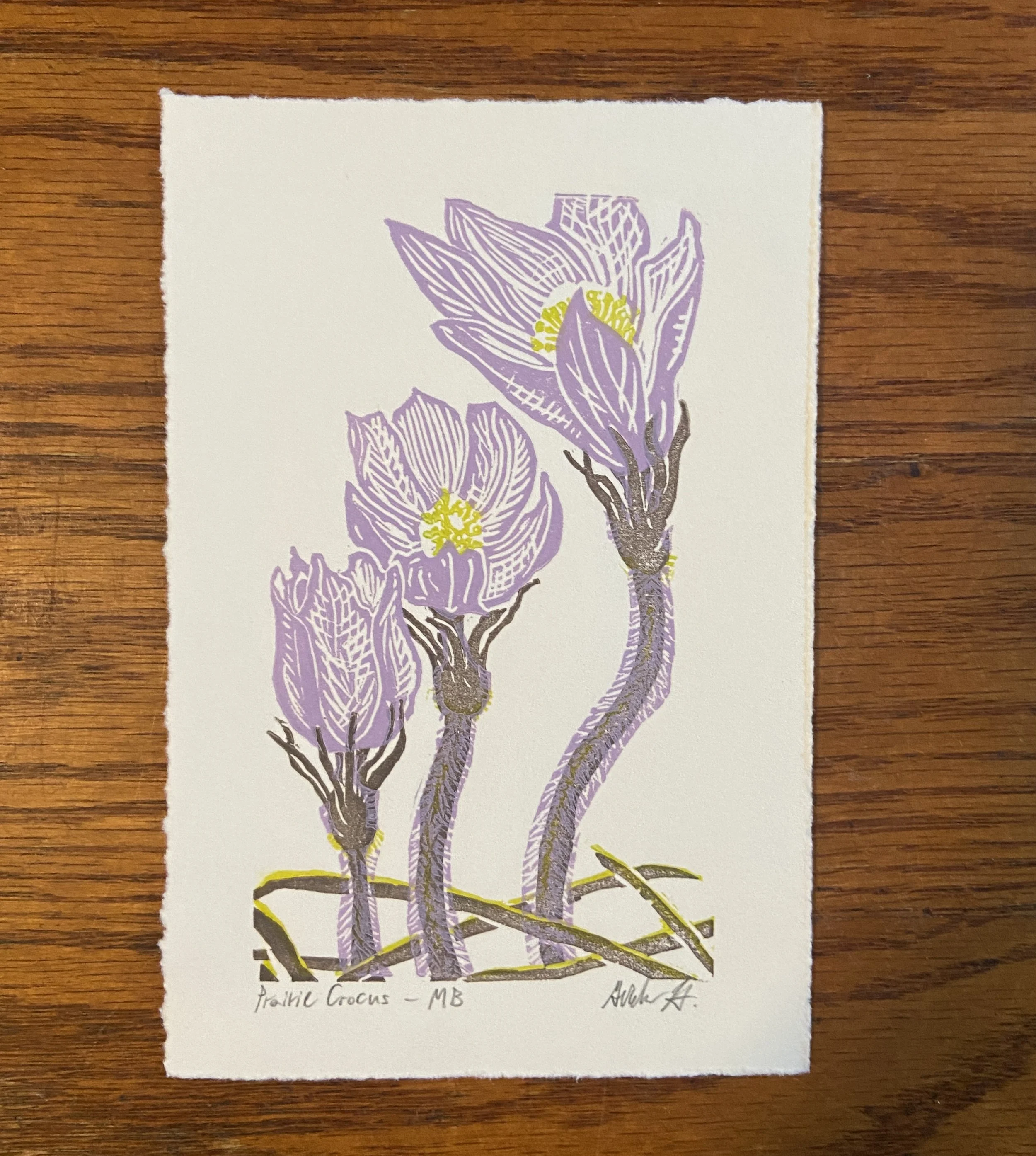 Prairie Crocus.JPG
