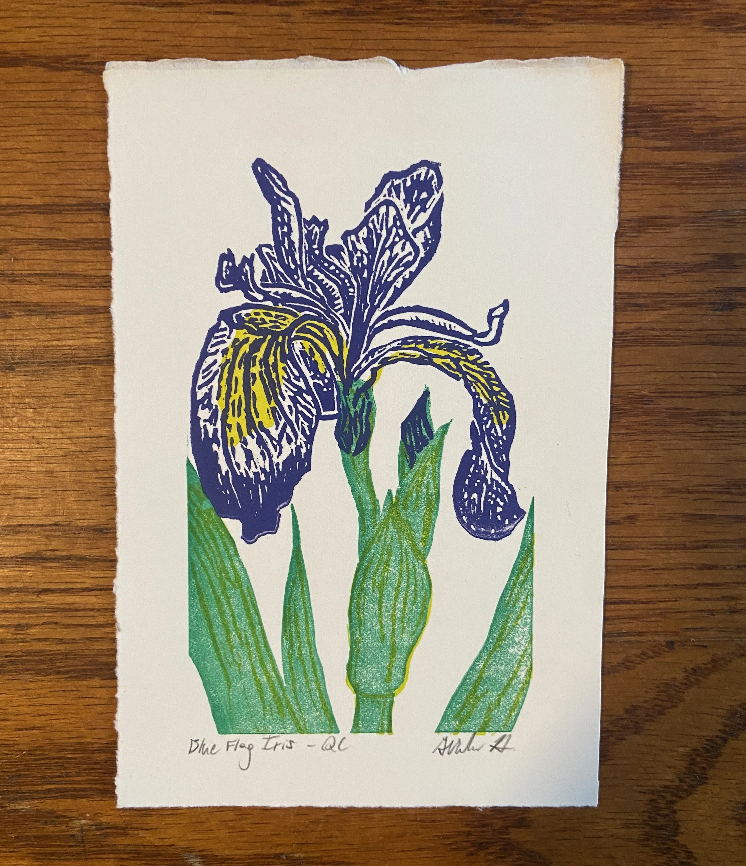 Blue Flag Iris.JPG