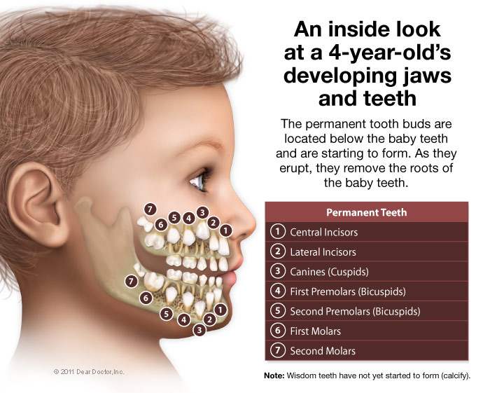 About Teeth Johnson Pediatric Dental