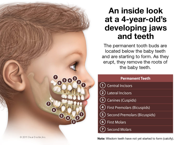 About Teeth — Johnson Pediatric Dental