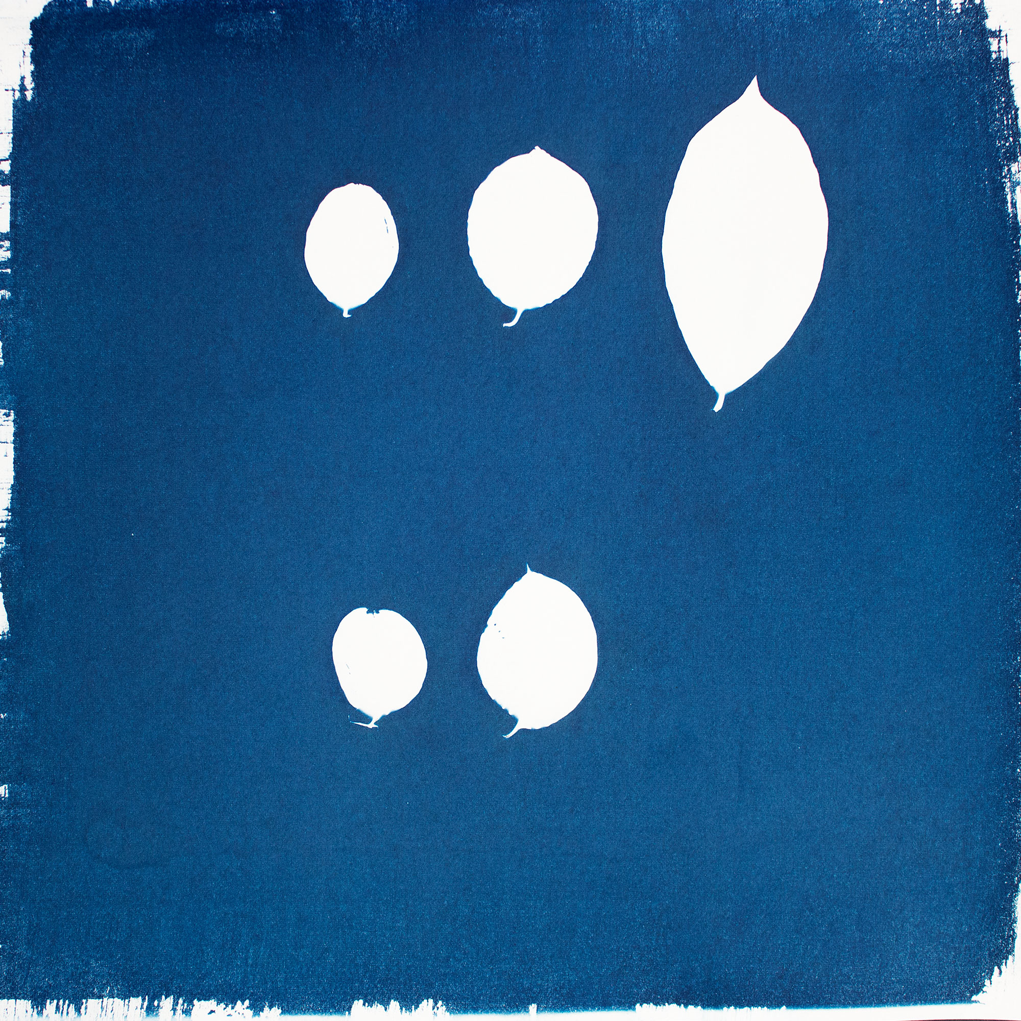 CyanotypeSized.jpeg