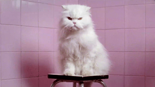 cat2.gif