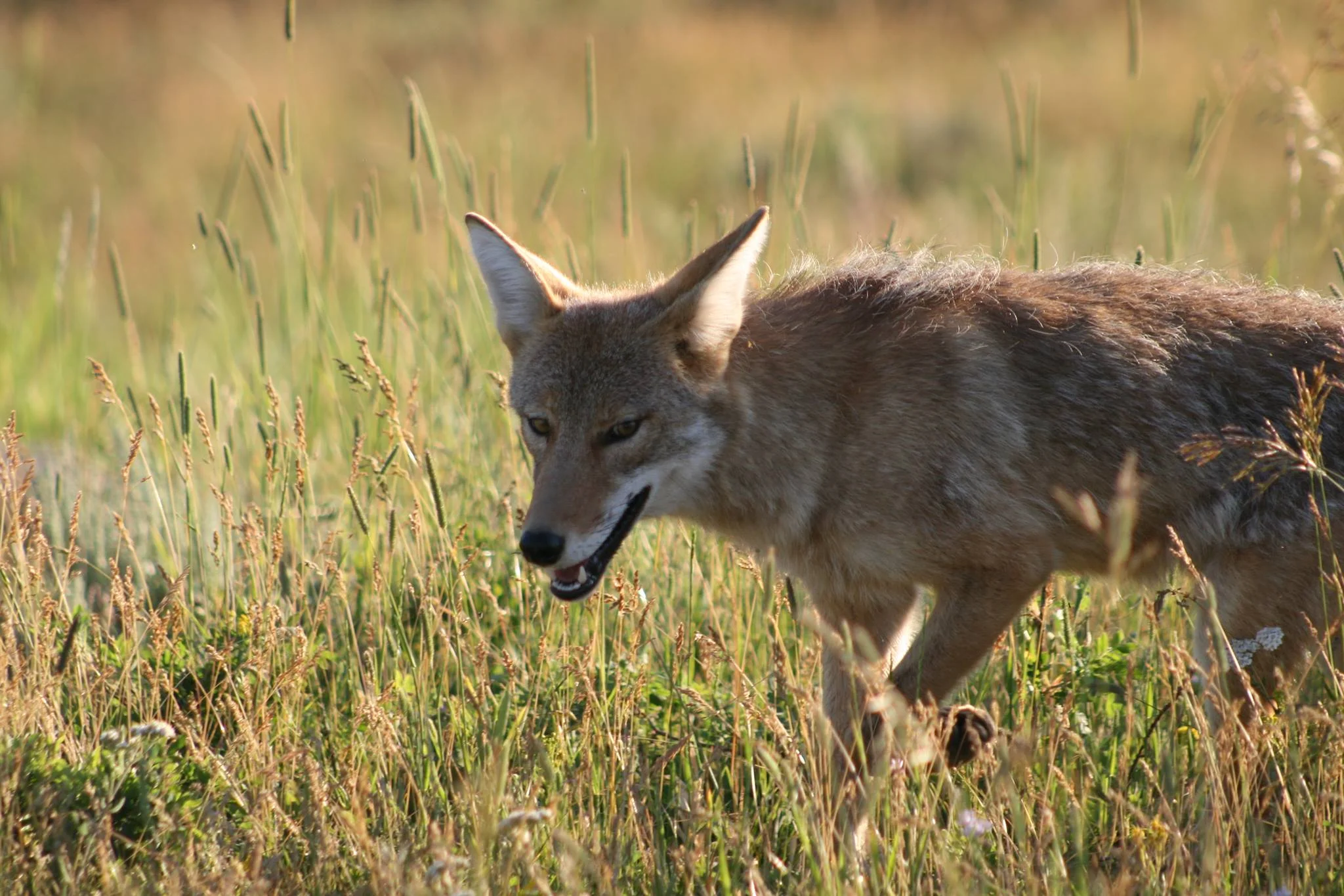 coyote smiling by Sean Moth.jpg