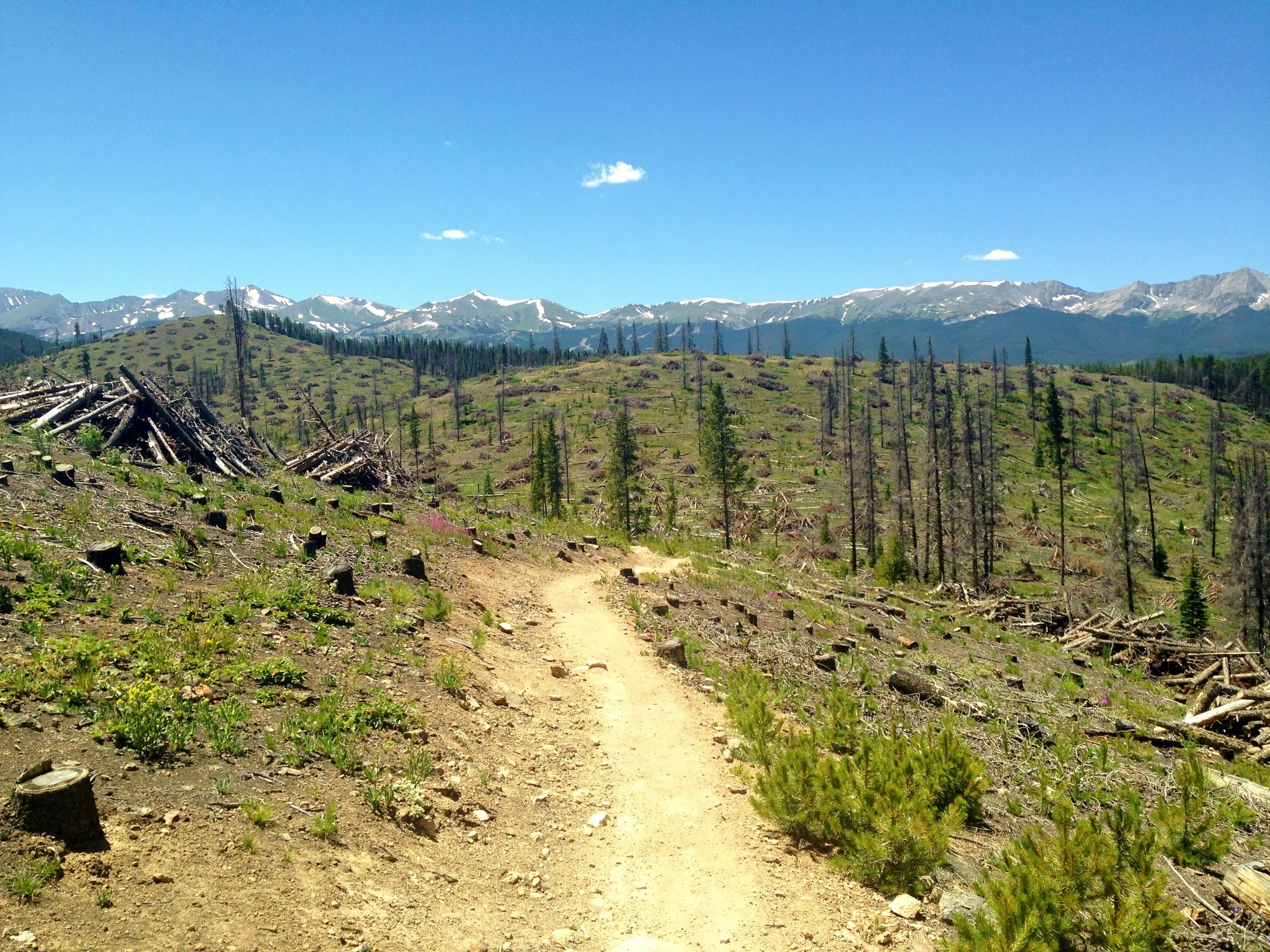 Day 8: There’s so much beetle kill outside of Breckenridge in Segment 6, but they're doing a great job of forming slash piles for controlled burns. Beetles are ravaging our spruce forests right now. I was shocked at how pervasive it is across Colorado, and especially along the CT. (cont'd)