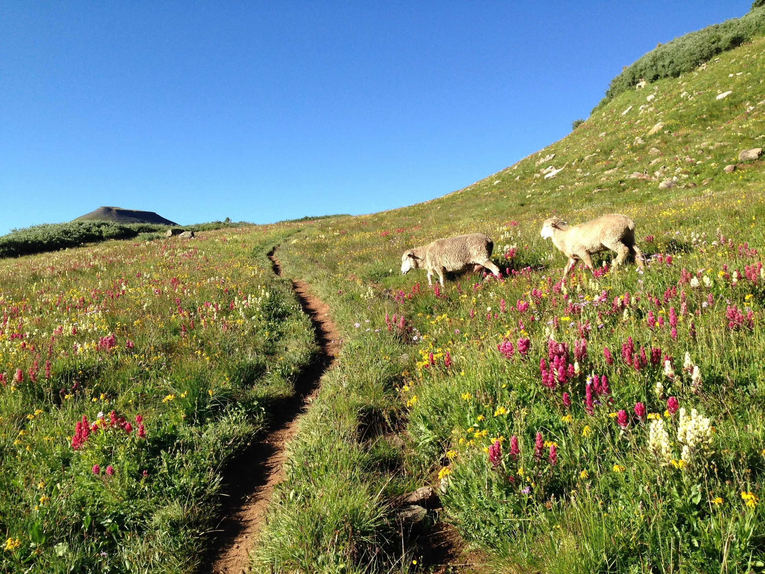 Day 33: Our first encounter with sheep on Jarosa Mesa in Segment 22 was intense. Aggressive, working guard dogs barked and chased us up the trail, and it scared the crap out of me. So when we hiked past a second herd of sheep in the alpine meadows of Segment 25 (above), I brandished my trekking poles, ready for war. Luckily a sheepherder was camped on the ridge in his canvas-topped wagon, so the dogs and sheep were mellow. Daily mileage: 14.7. Total miles: 447.9.