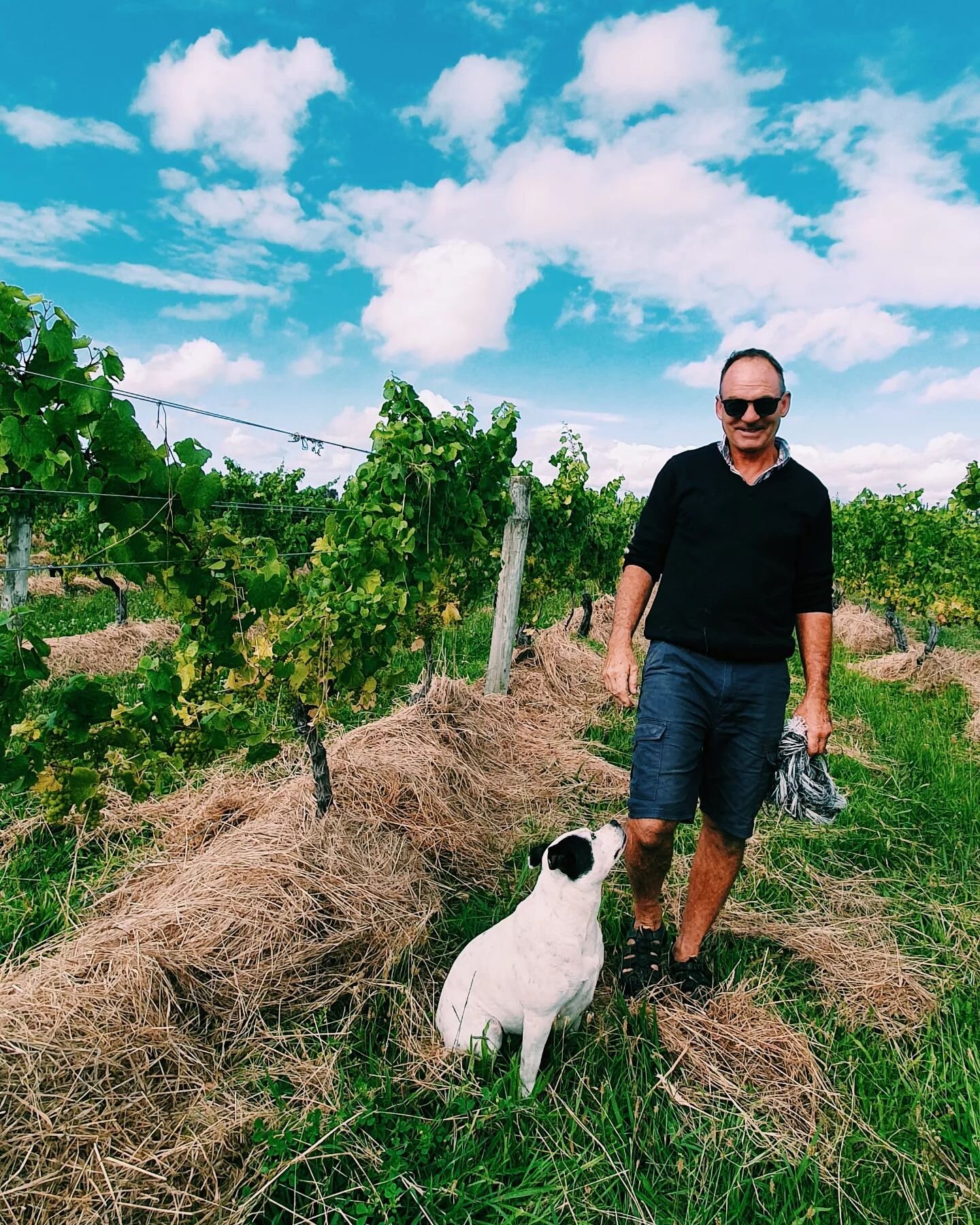 Hamish and Puea (she wasnt so helpful 🐶) were busy last week putting the hay underneath our vines at Crab Farm. 

We grew this hay onsite to use as a mulch underneath the vines to help retain moisture and improve the soil in the vineyard.

#crabfarm