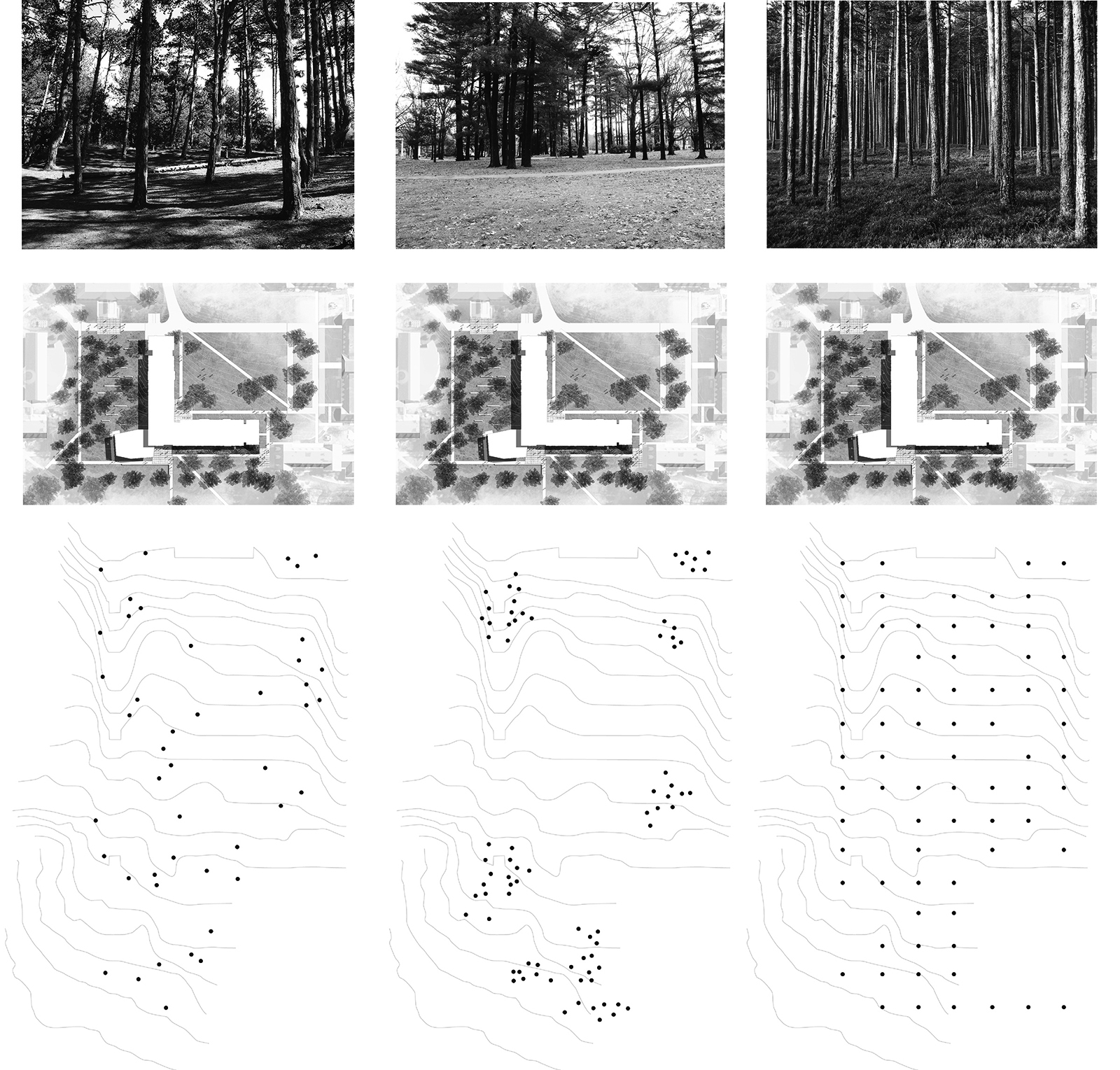 TREE STUDY mod.jpg