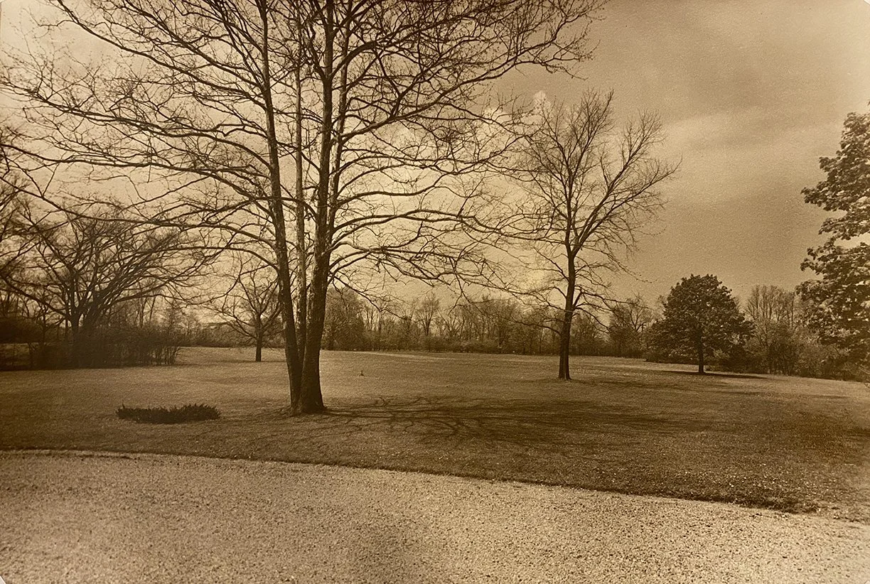 4 trunk Sycamore Tree in Center of Circle copy.jpg