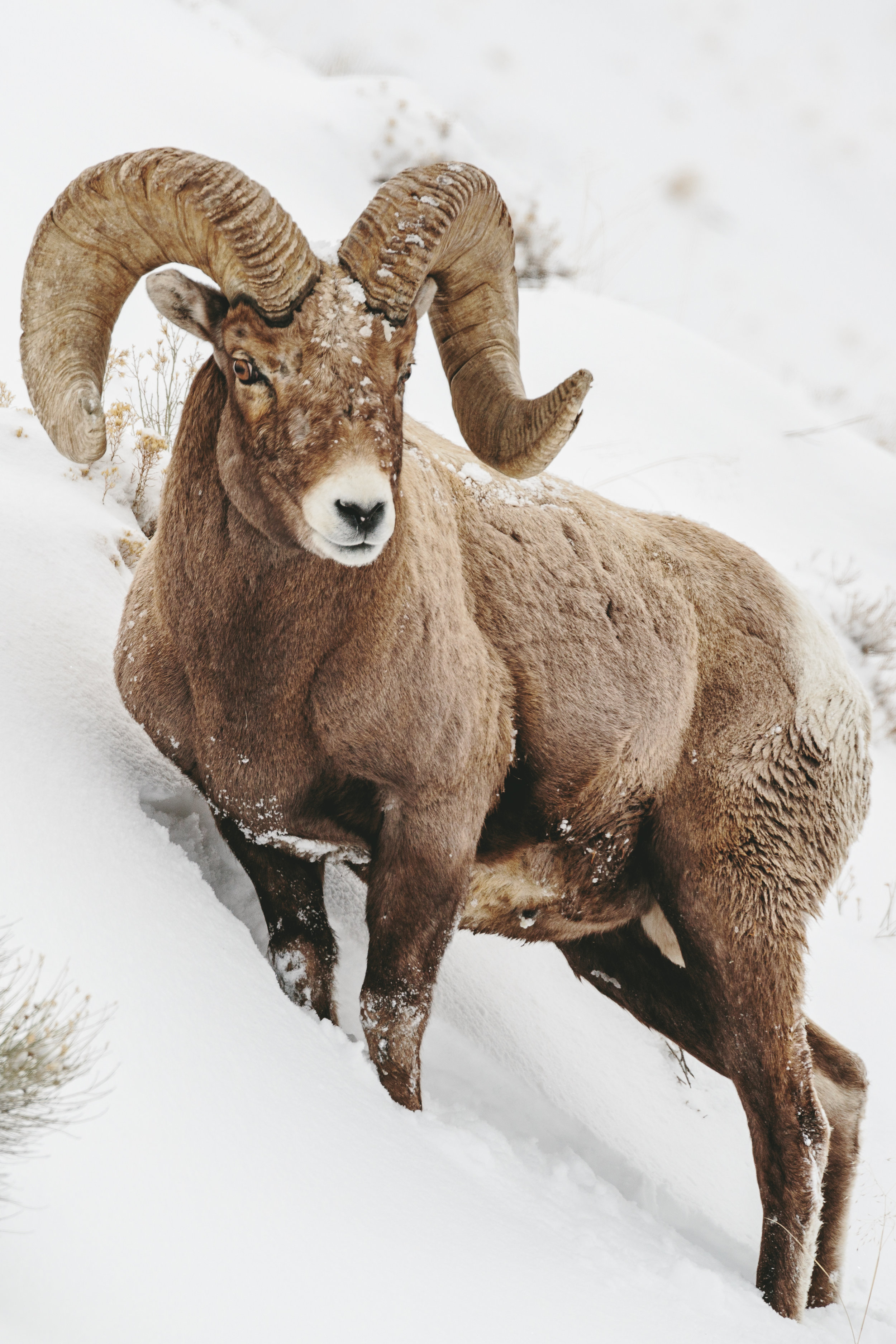 WinterYellowstone-Portfolio_edit01.jpg