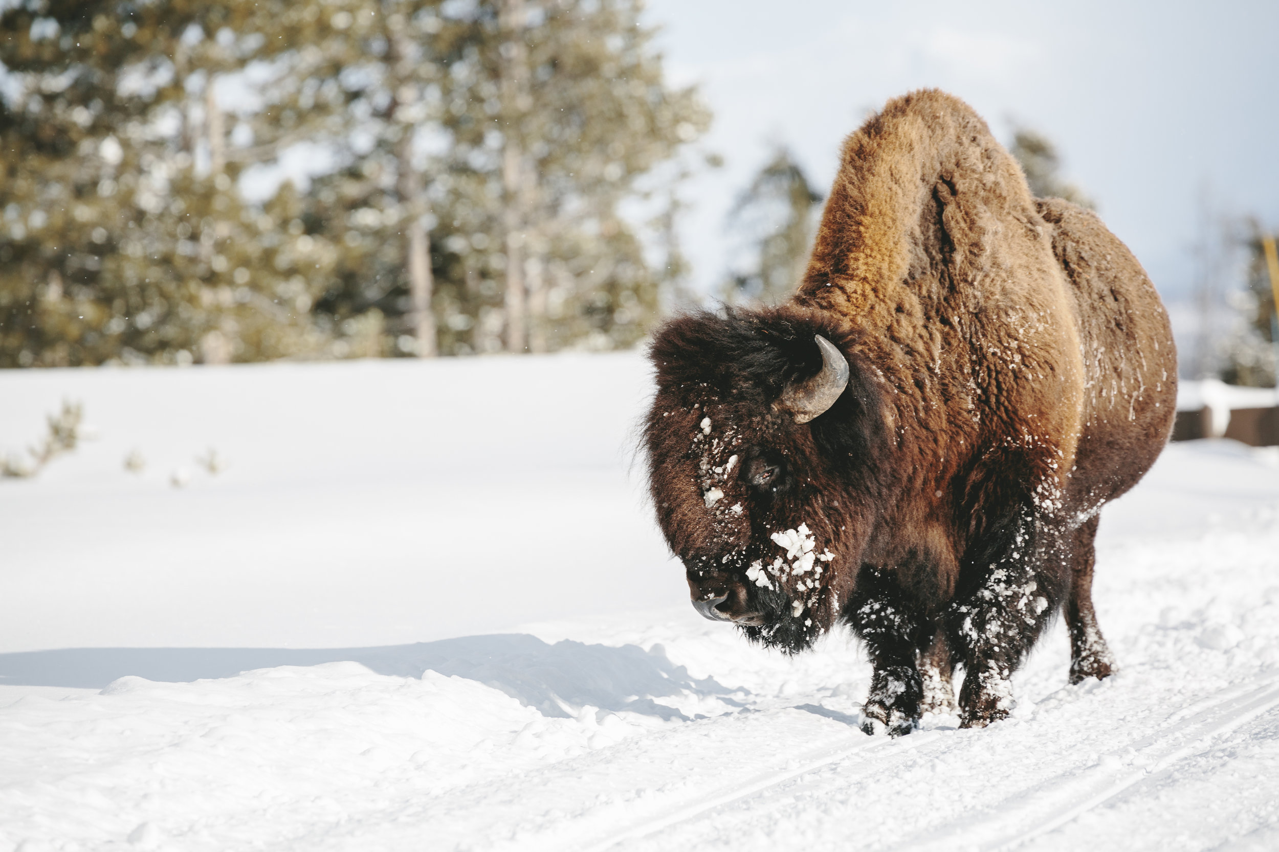 WinterYellowstone-Portfolio_edit15.jpg