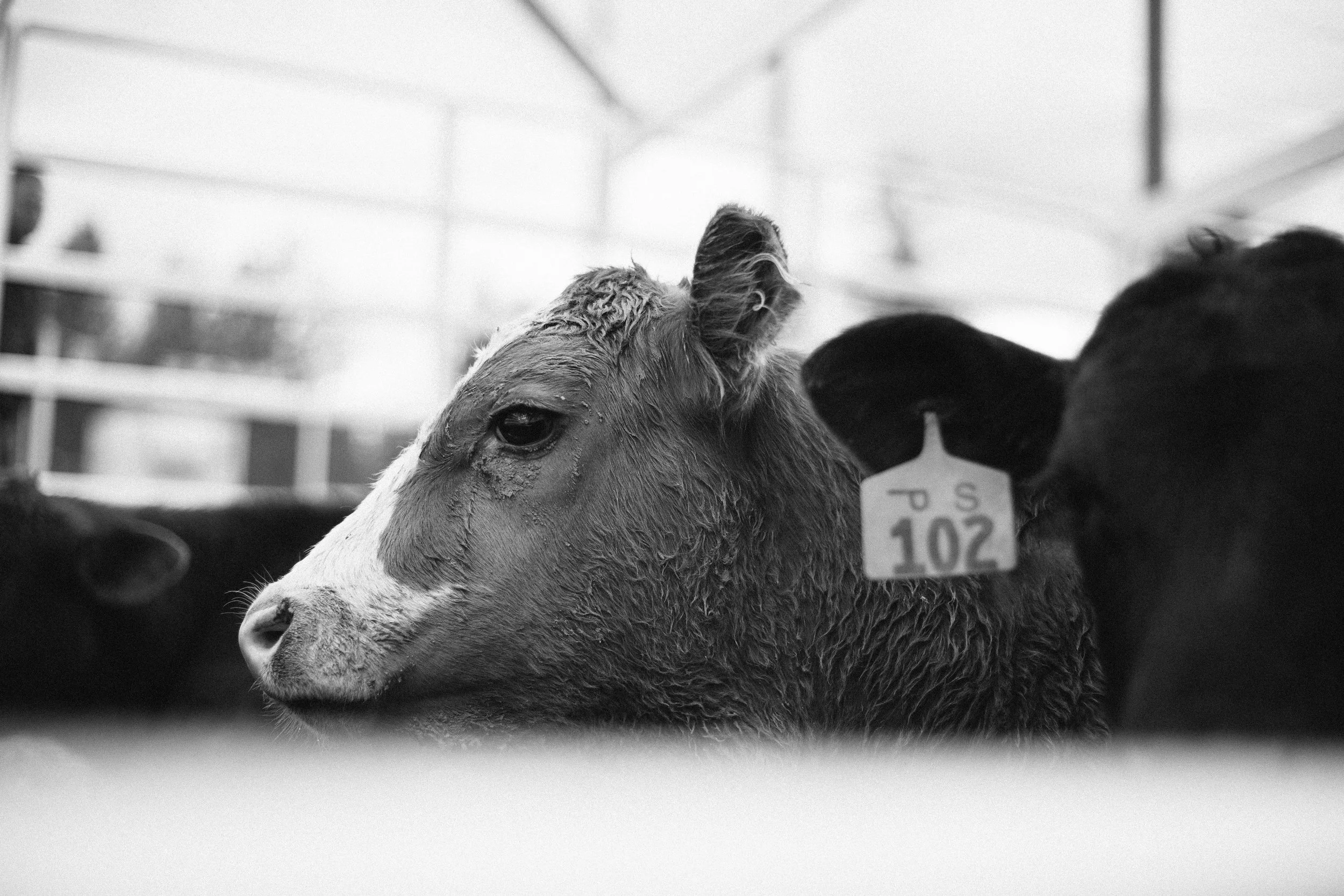 sistersrodeo-Portfolio_edit04.jpg