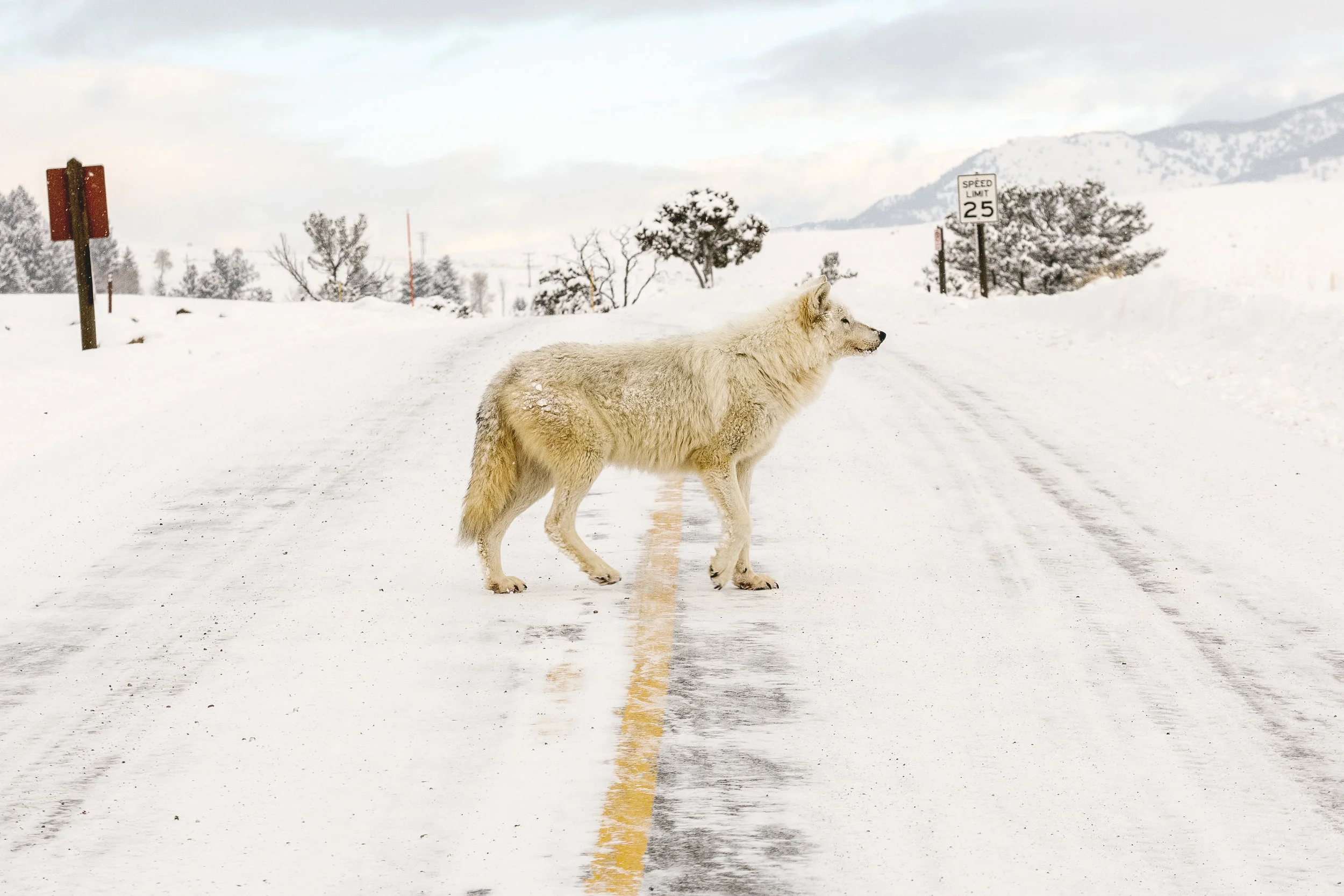 Winter in Yellowstone