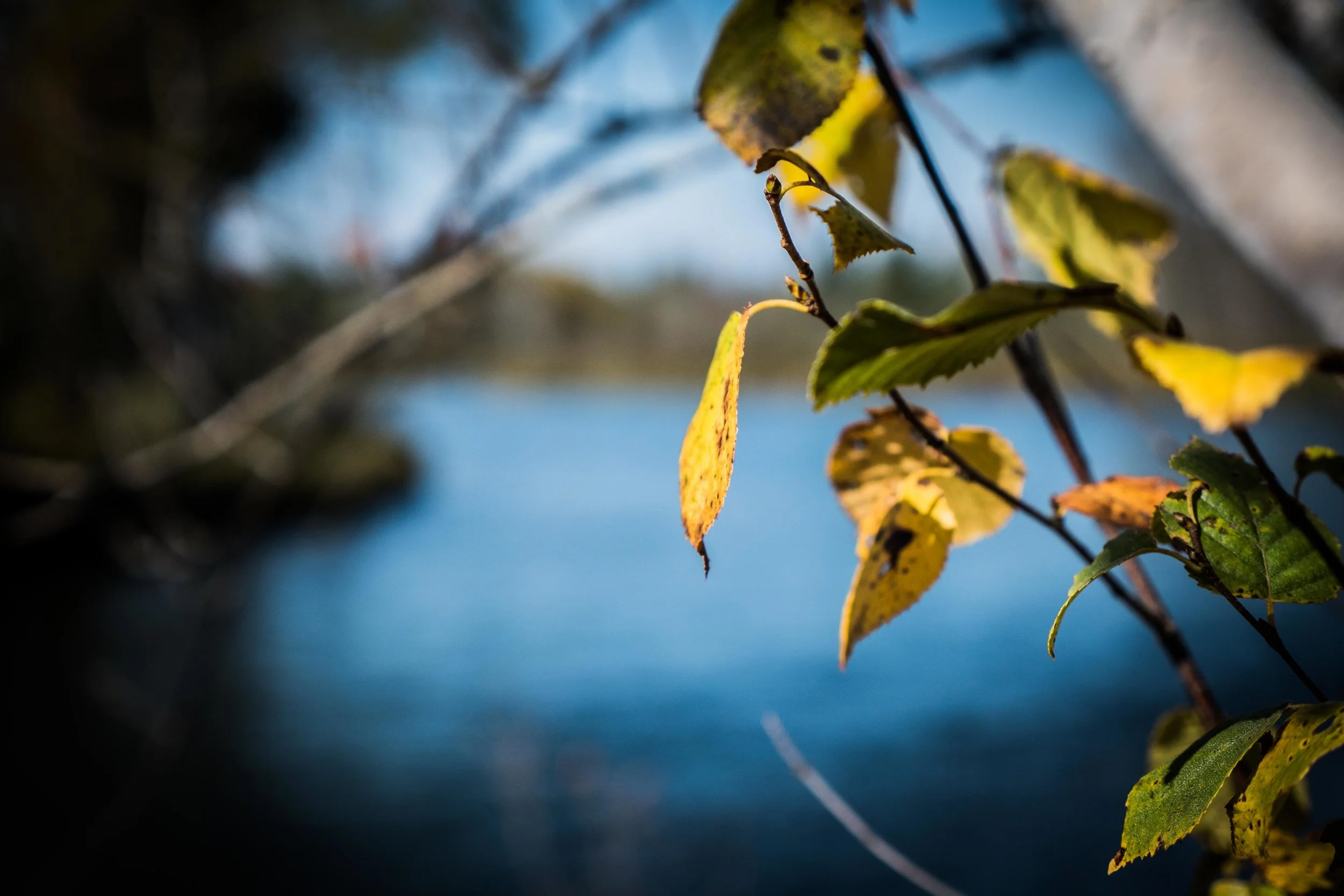 SDC-MICHIGAN-9.jpg