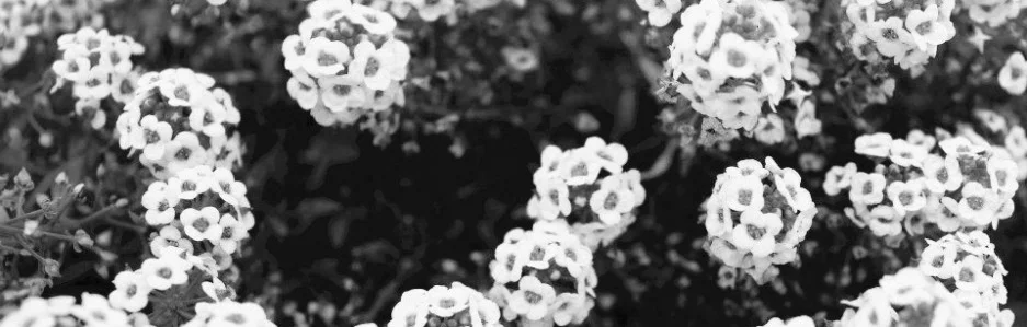 cropped-431979_310218329034299_34695973_n4.jpg