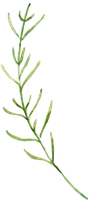 Lavender Foliage200.png