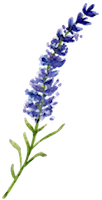 Lavender200.png
