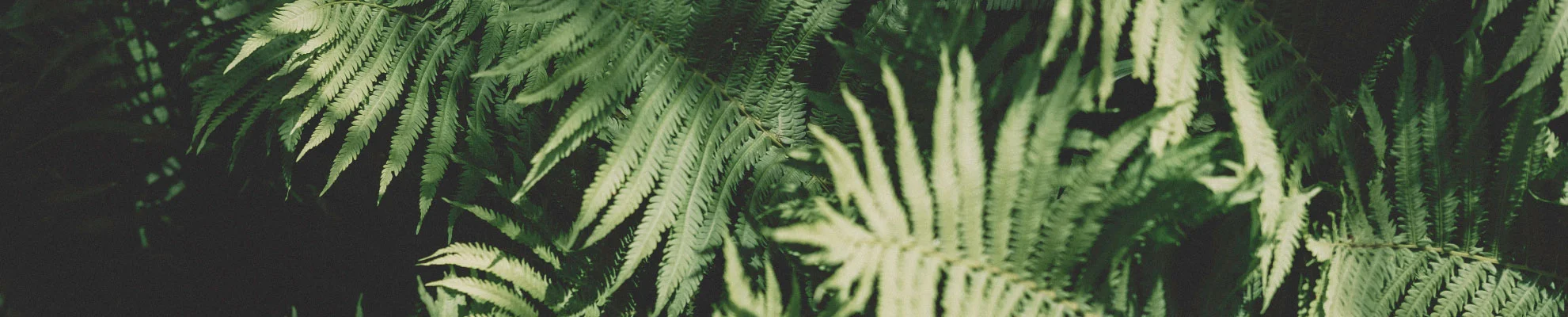 Fern-Background.jpg