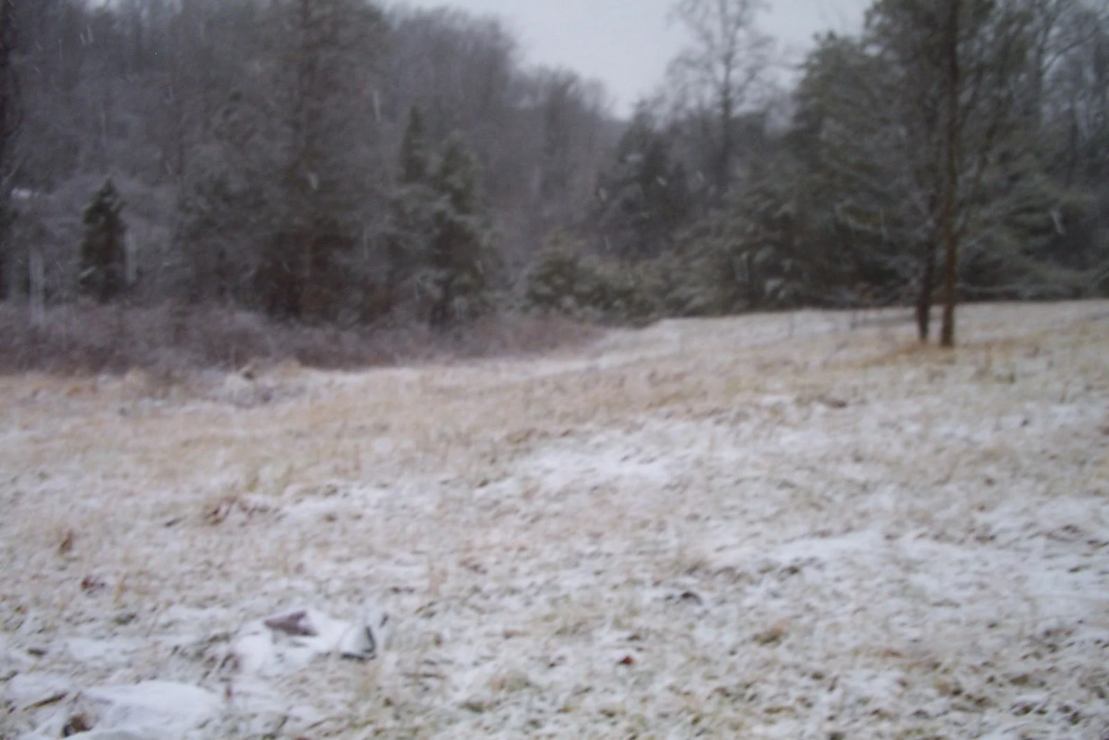 a gentle january snow 009.jpg