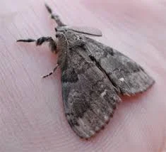 moth.jpeg