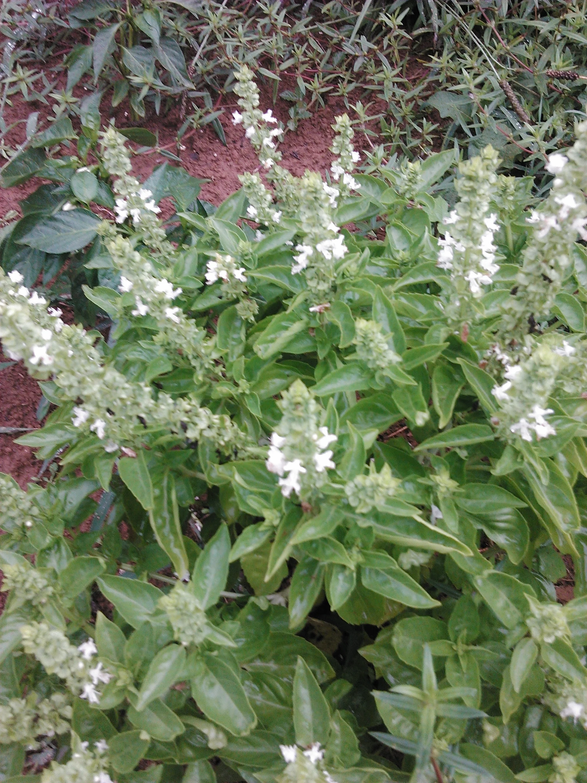 IMG_20180725_173536.jpg
