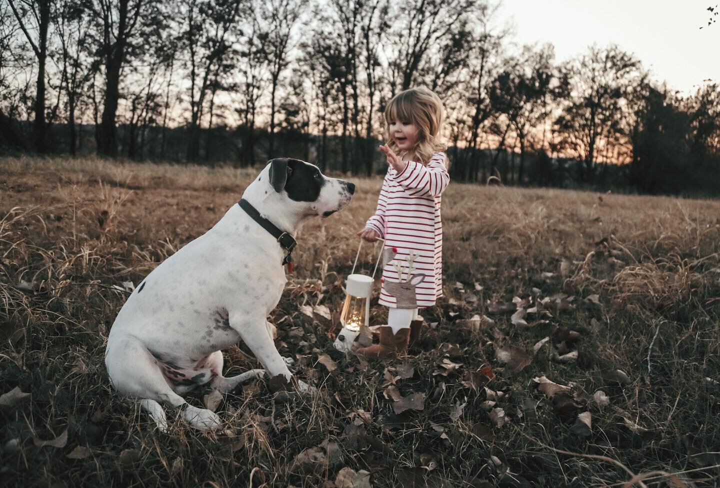 Memories! Zeppelin and little miss Campbell 💫 
.
.

.
#sweet #staffie #kids #buddies #outdoor #portraits #photography #portraitstyle #mood #photostyle #family #outdoorportrait #spots #lightup #familypic #littlerock #love #sunset #goldenhour #kidsand