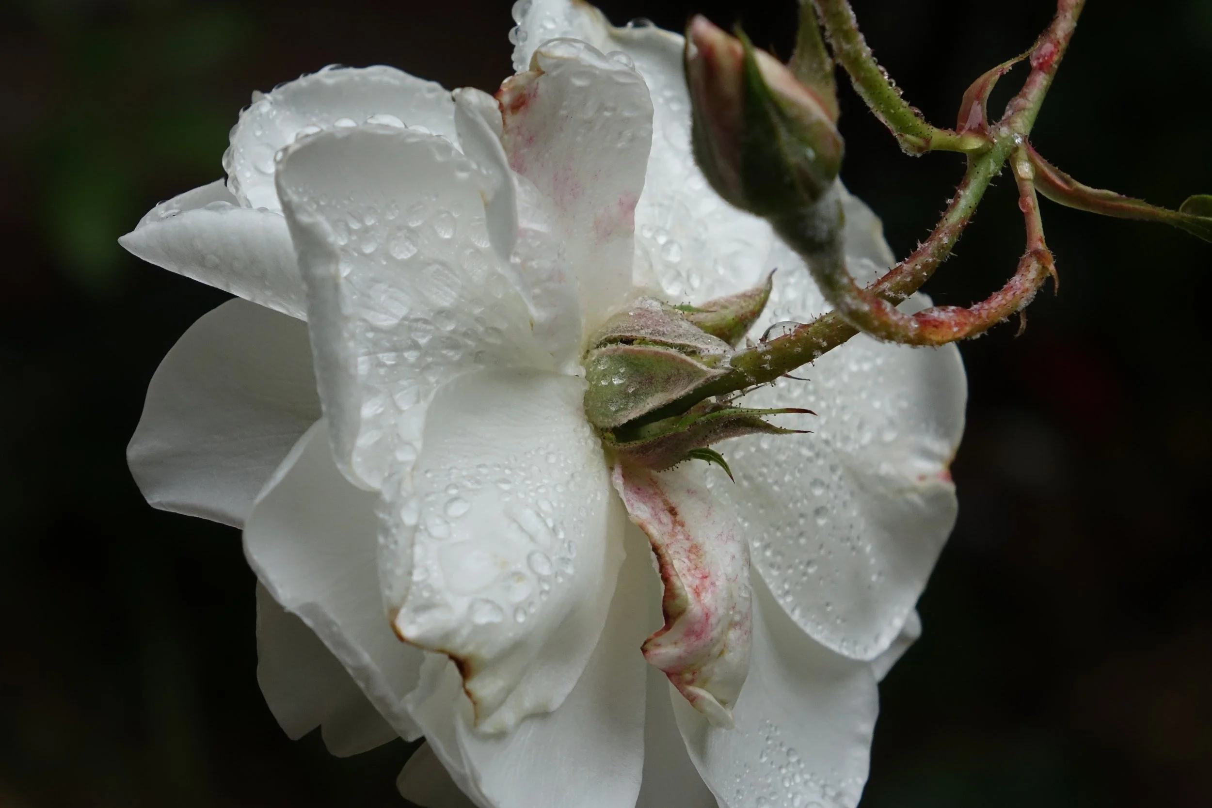 DSC02089.jpg