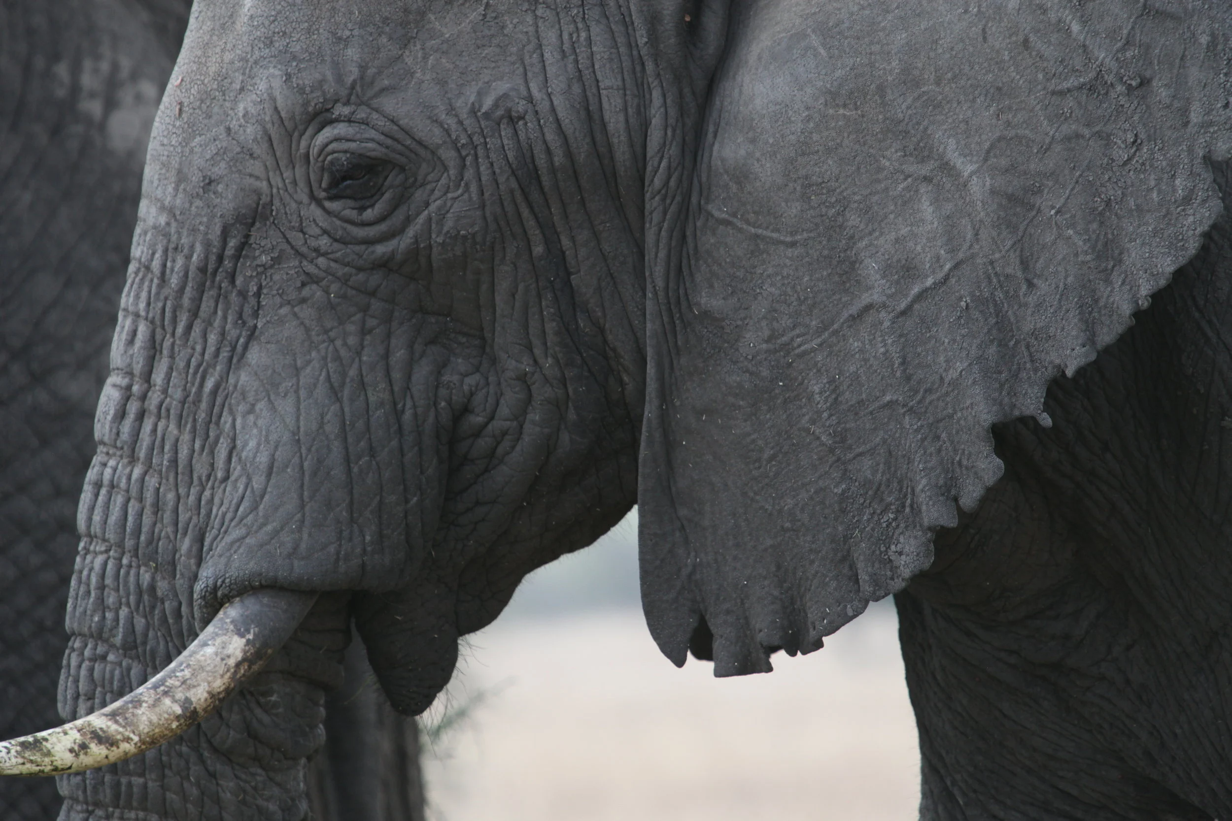 Africa Animal 2.JPG