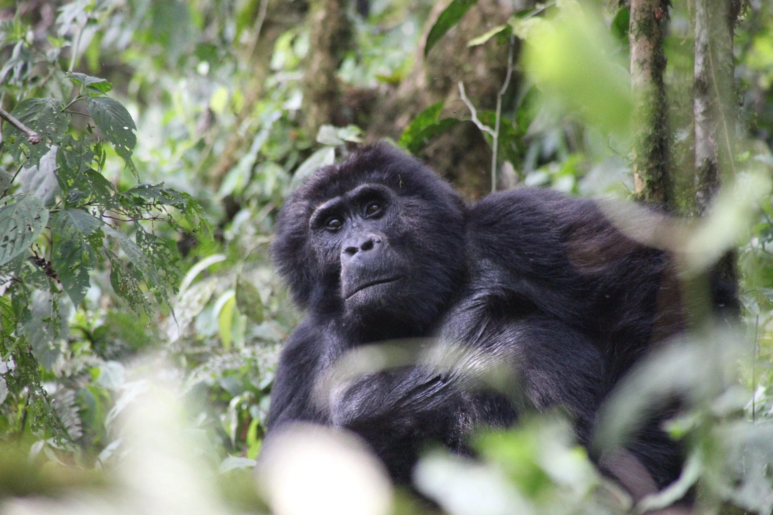 Africa Animal 5.JPG