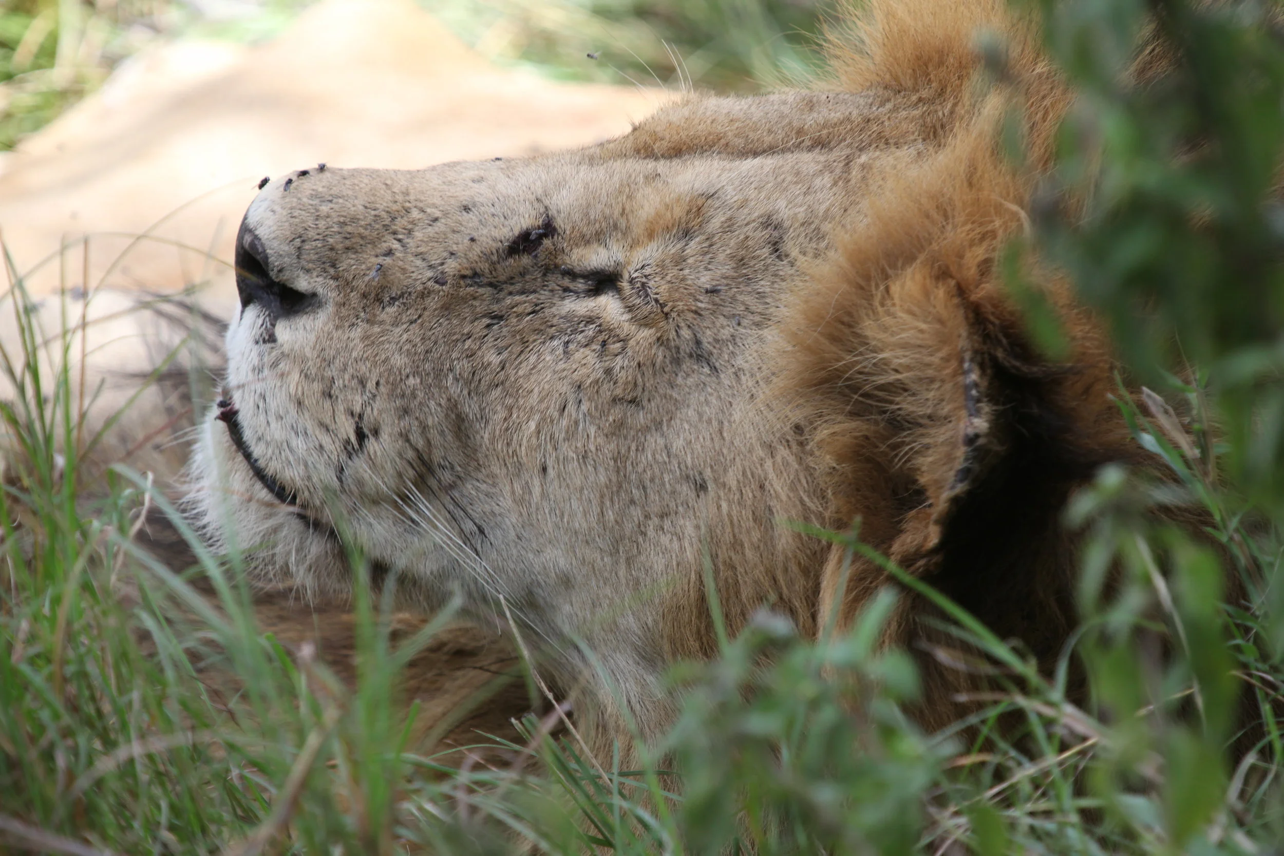 Africa Animal 11.JPG
