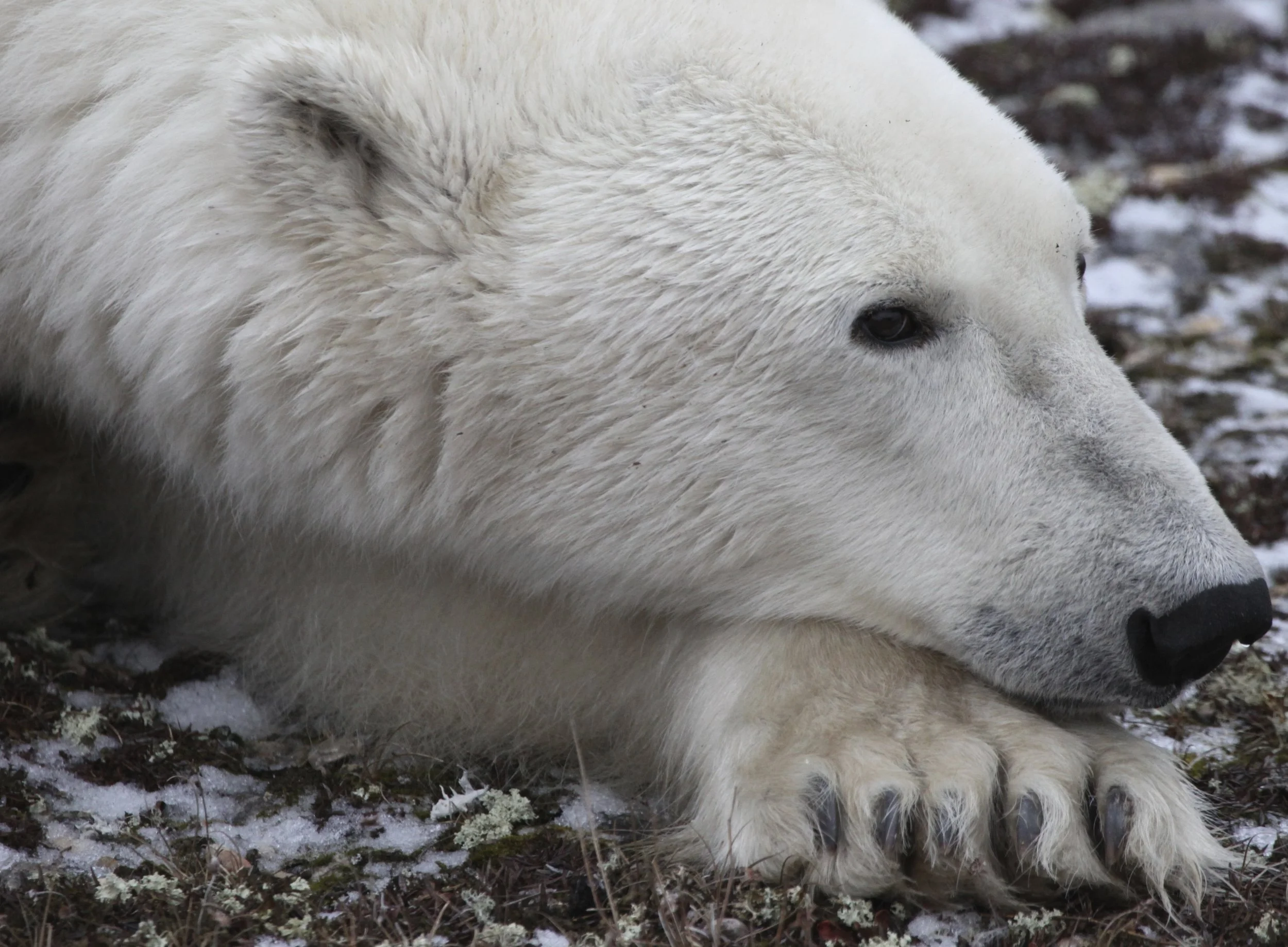 Polar Bear 3.JPG