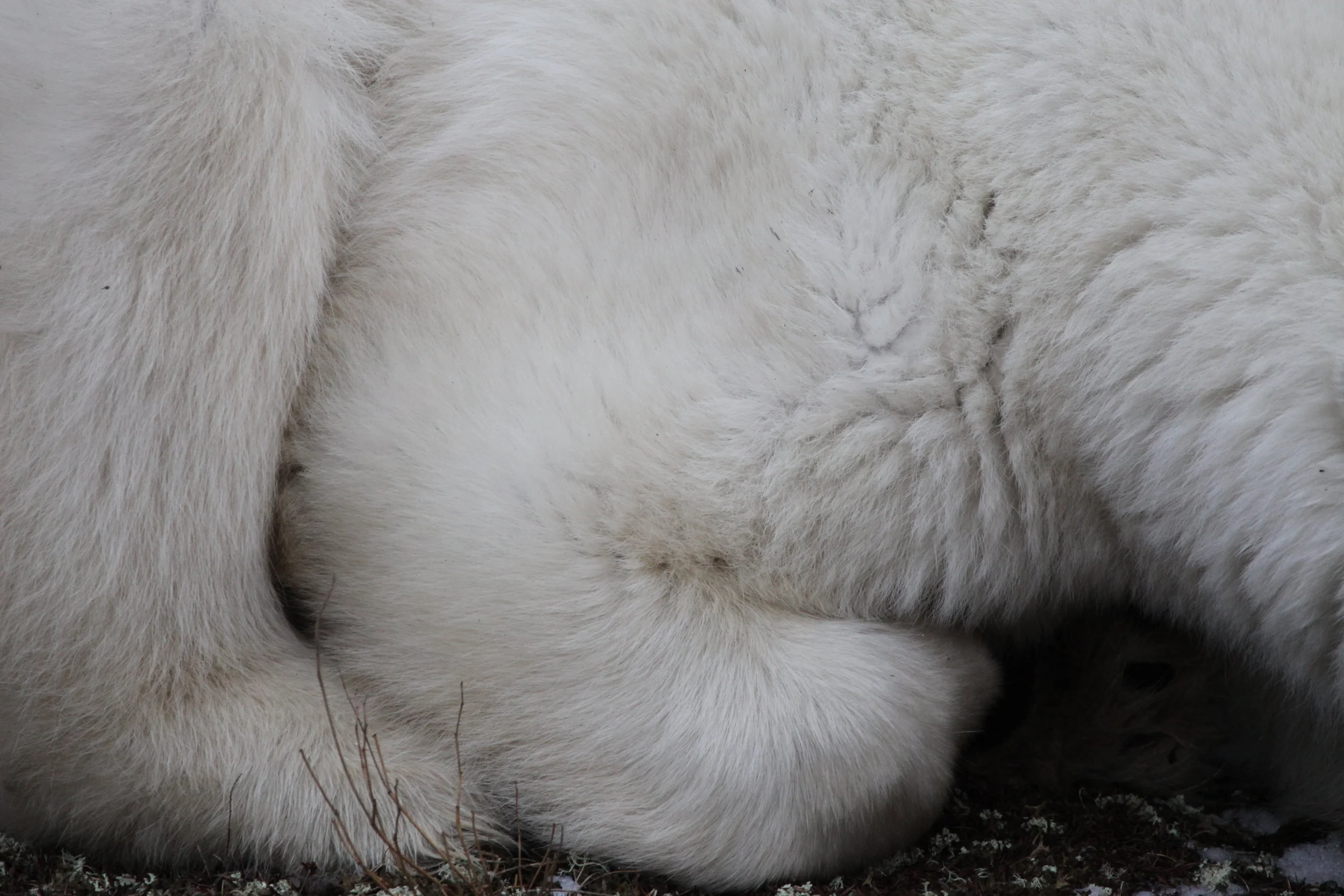 Polar Bear 4.JPG