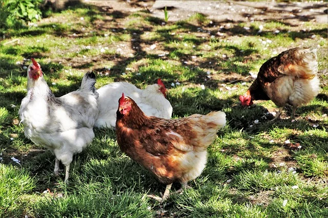 poultry-3355566_640.jpg