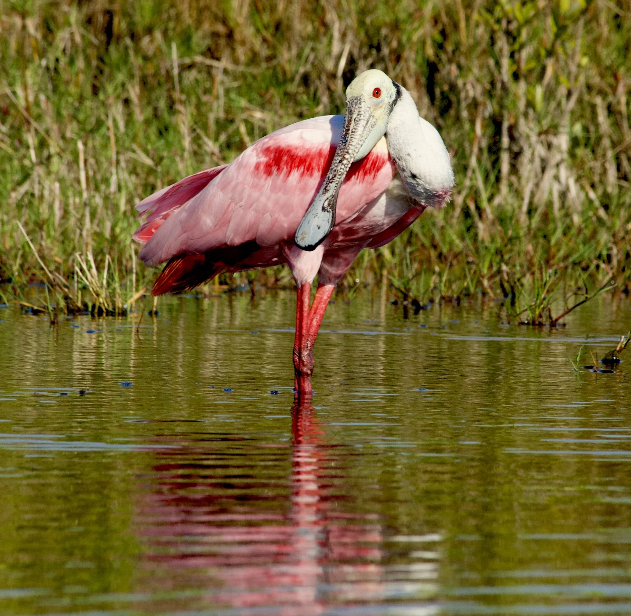 Exploring Florida's Merritt Island National Wildlife Refuge