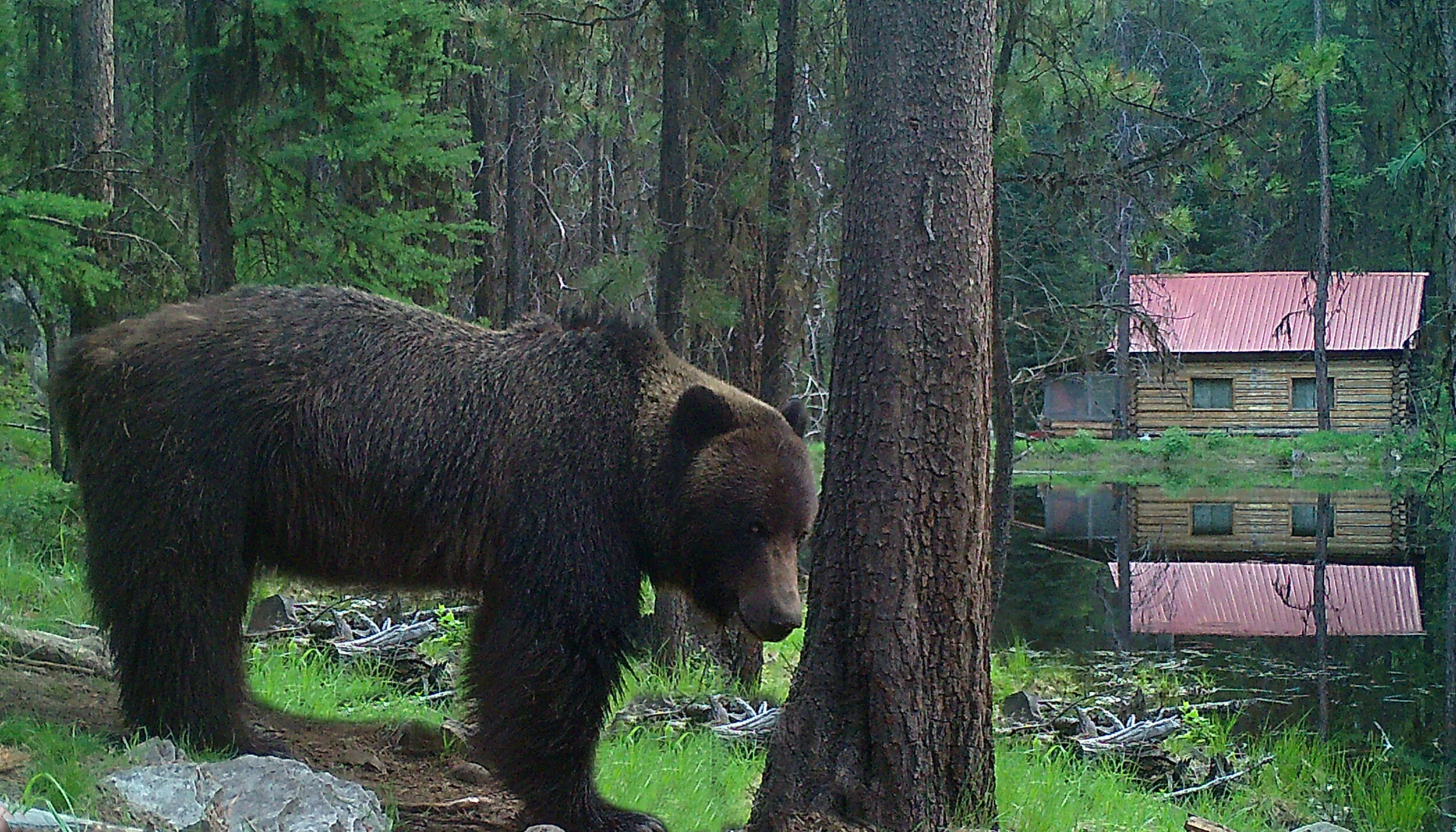 The Story Of Bear Rock