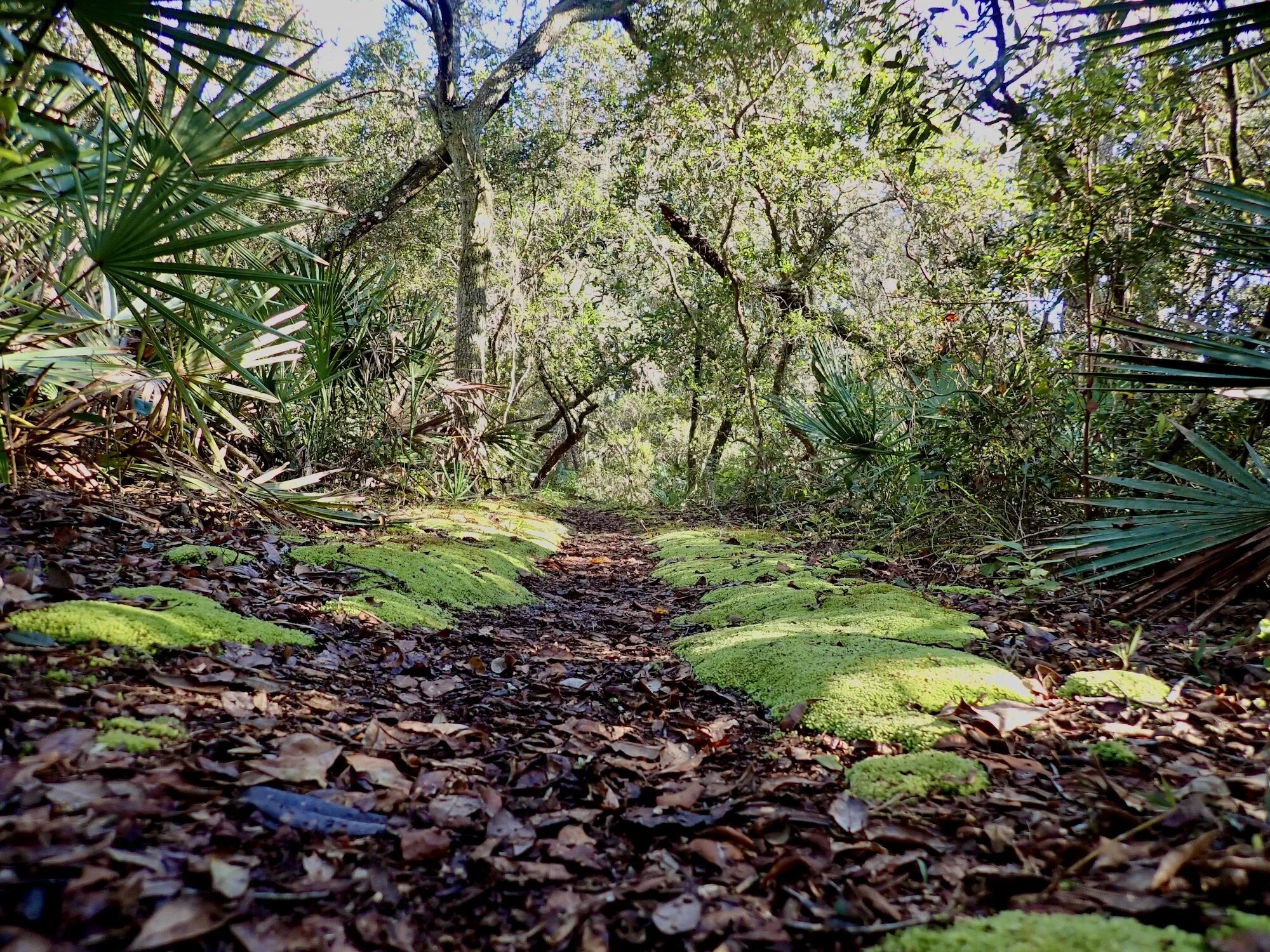 Walking The Florida Trail