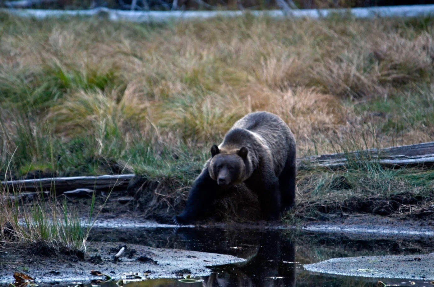 The Yaak Valley Embodied