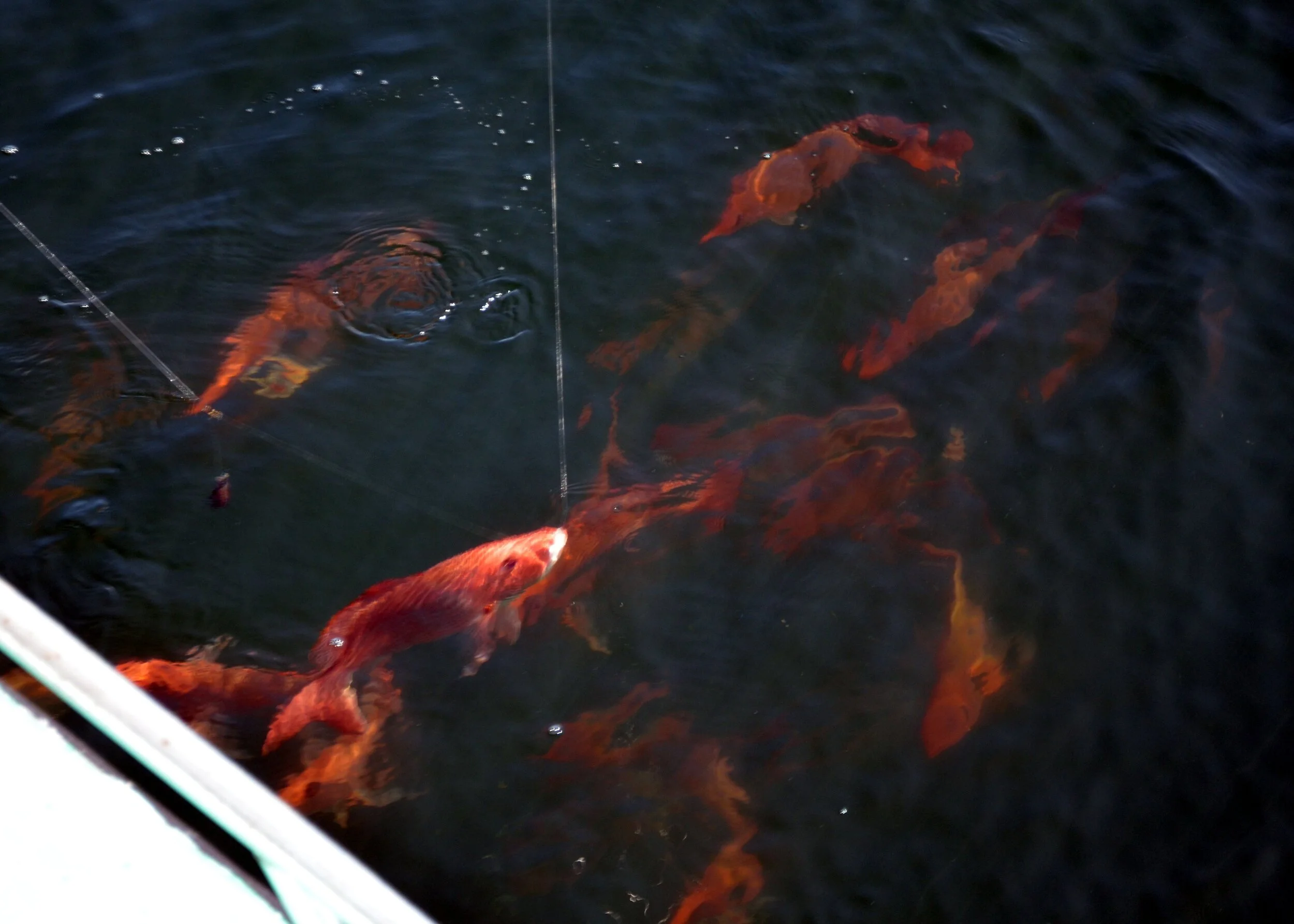 Fishing Friday: Texas Winter Offshore Fishing Can Bring Hot Results