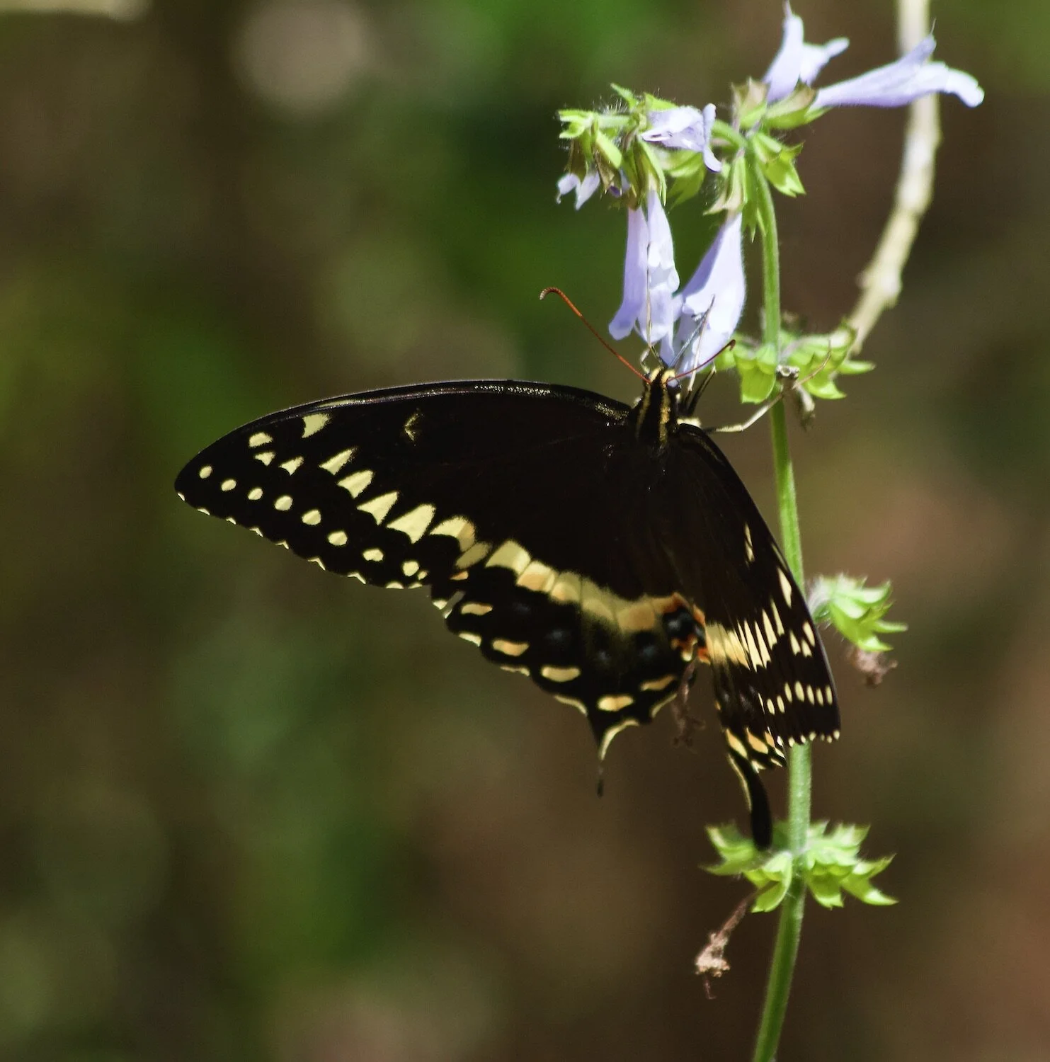 Traveling America By Van: We Gain Texas