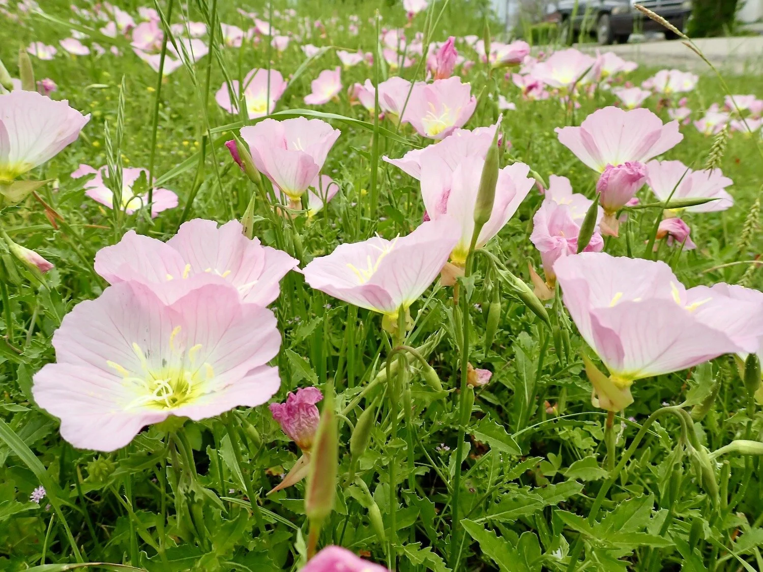 Traveling America By Van: A Week In Willis