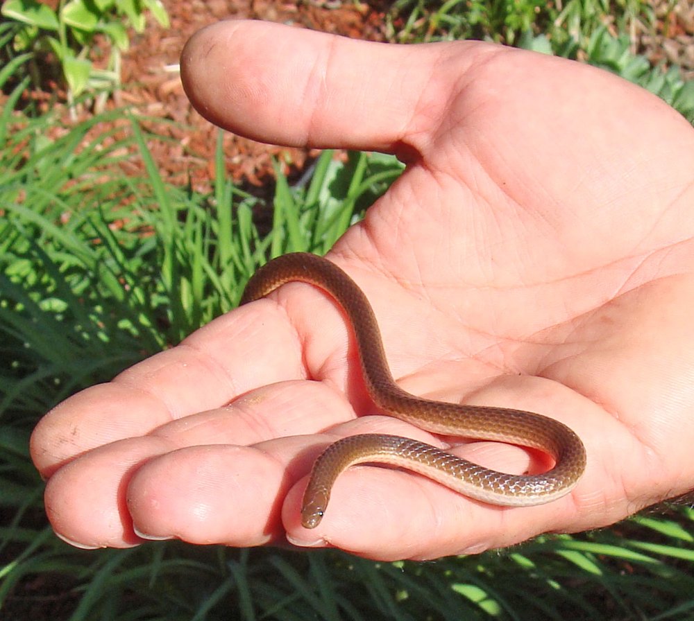 Eastern worm snake: worm or snake?