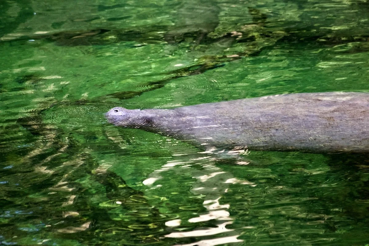 A Visit to Blue Spring and Hontoon Island State Parks