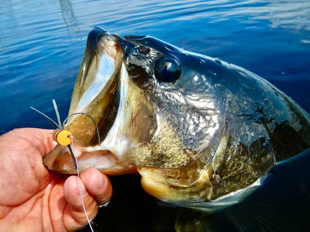 Fly Fishing for Bass in Orlando