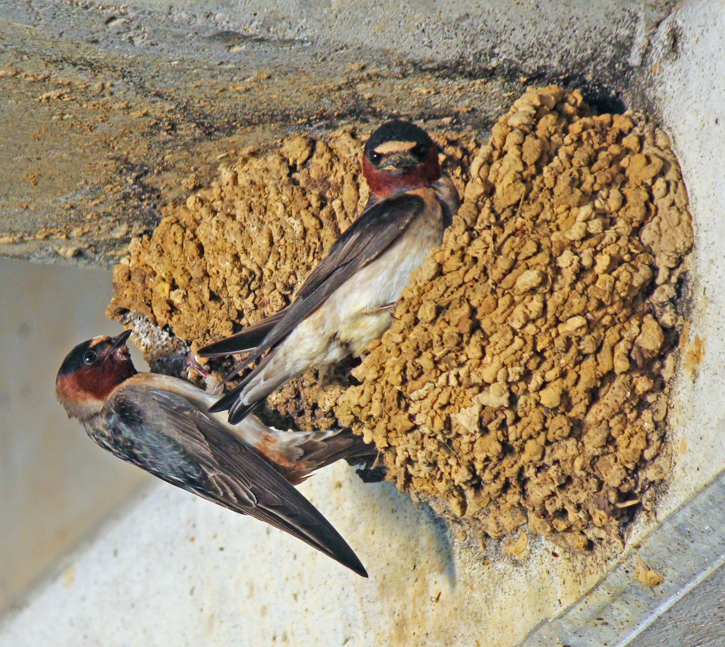 Wildlife Watching Wednesday: Cliff Swallows Call Bridges Home