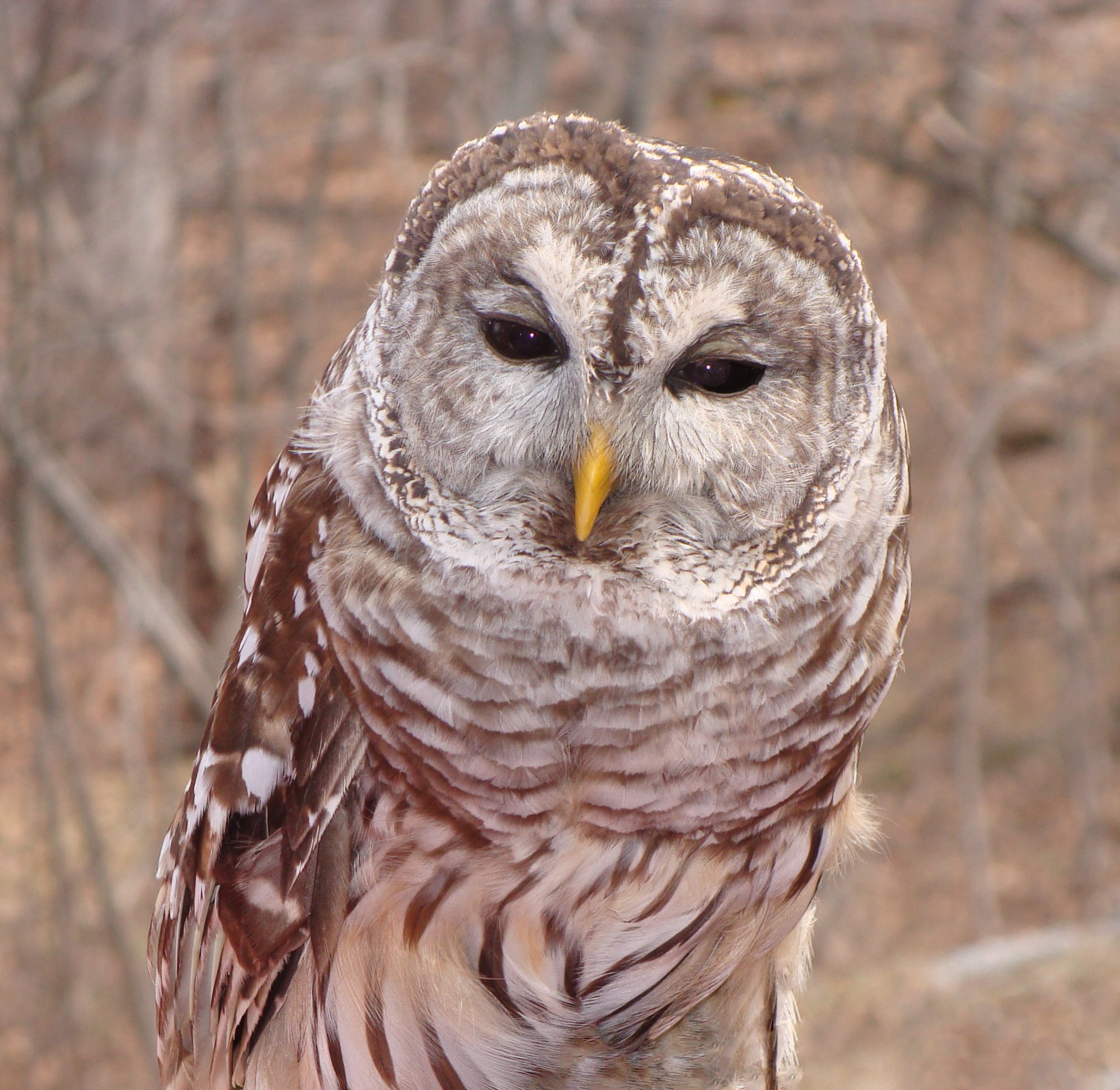 Wildlife Watching Wednesday: Barred Owls - Silent Hunters