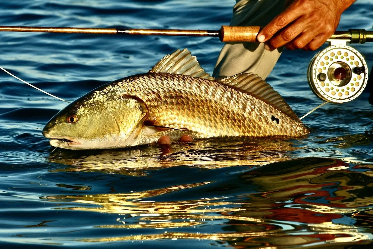 Choosing Fly Tackle for Redfish