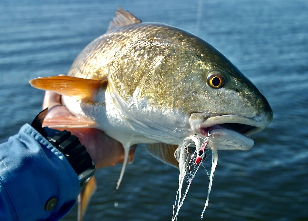 Practical Redfish Fly Selection