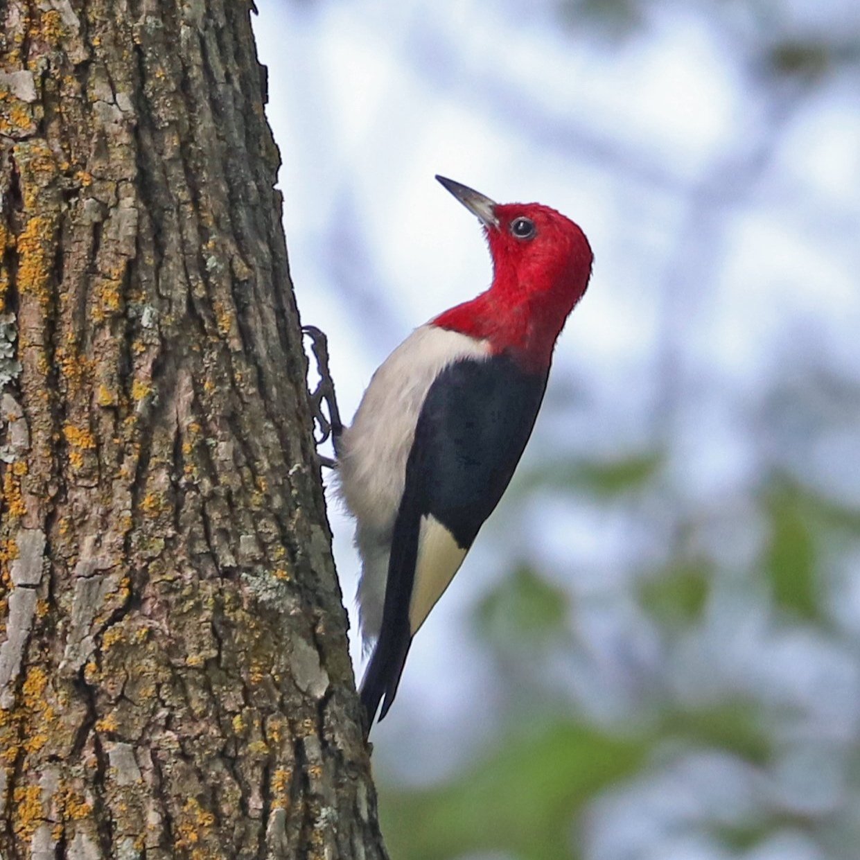 Wildlife Watching Wednesday: The Red-Headed Woodpecker
