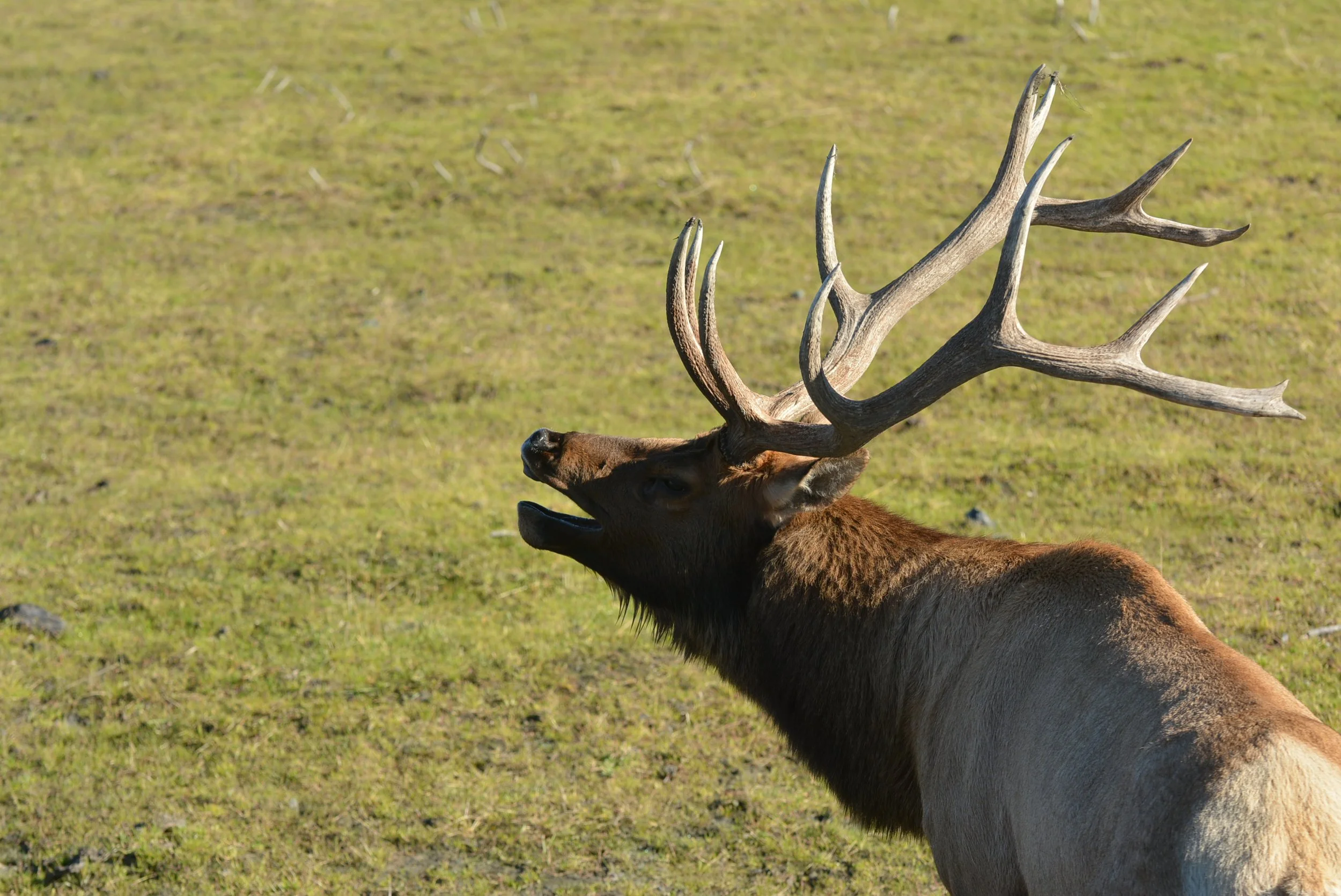 Flat Tops Wilderness Elk Hunt