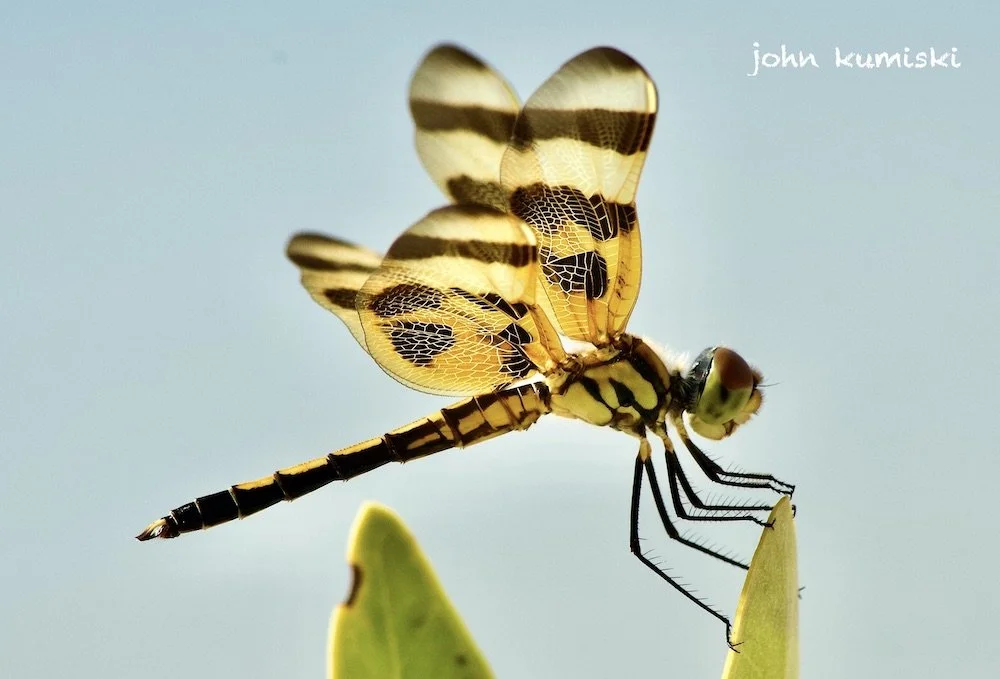 Photographing Dragons
